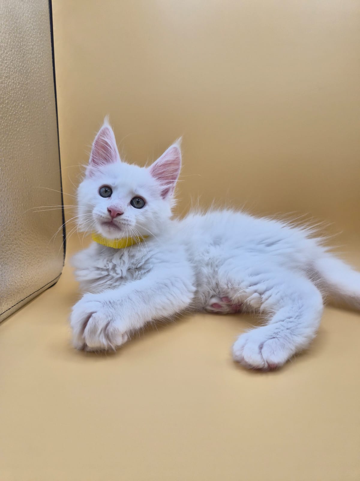Beryl – Chaton Mâle