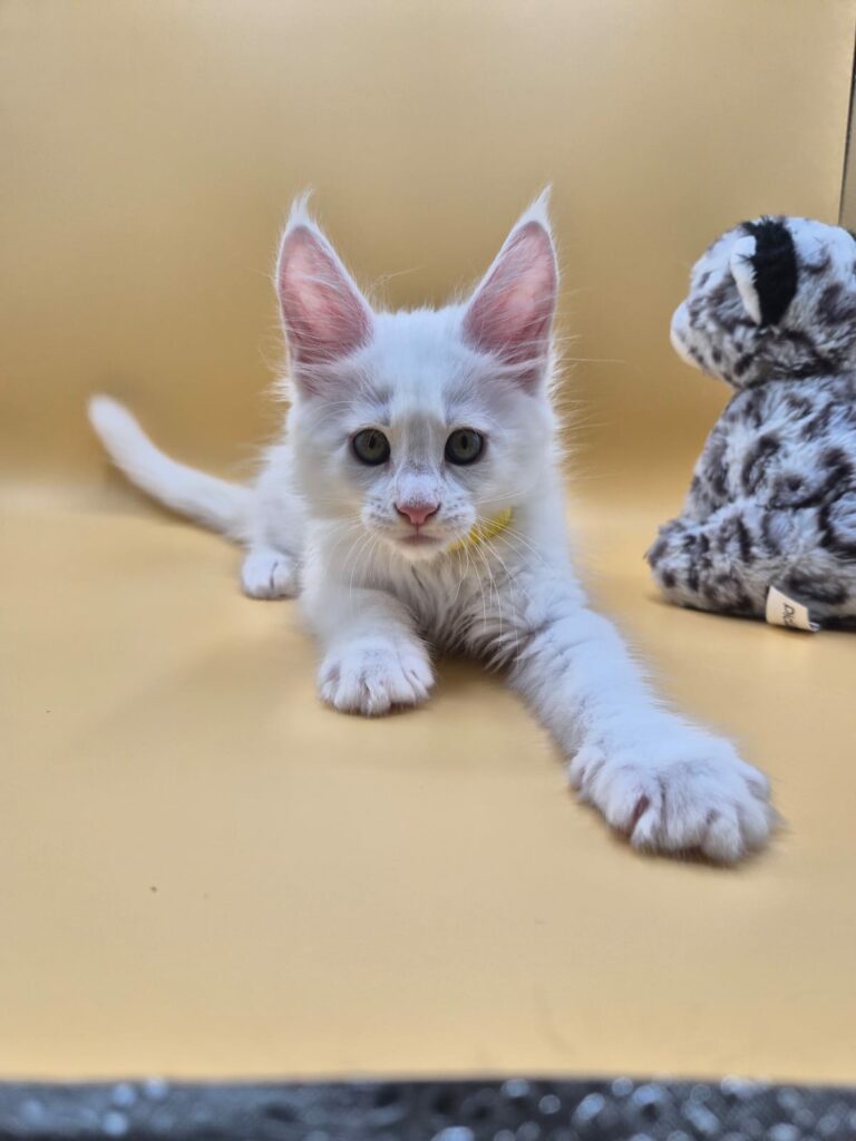 Beryl - Chaton Mâle