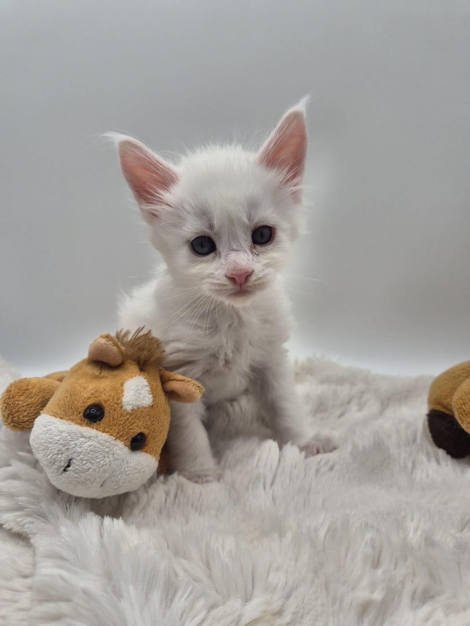 Beryl – Chaton Mâle