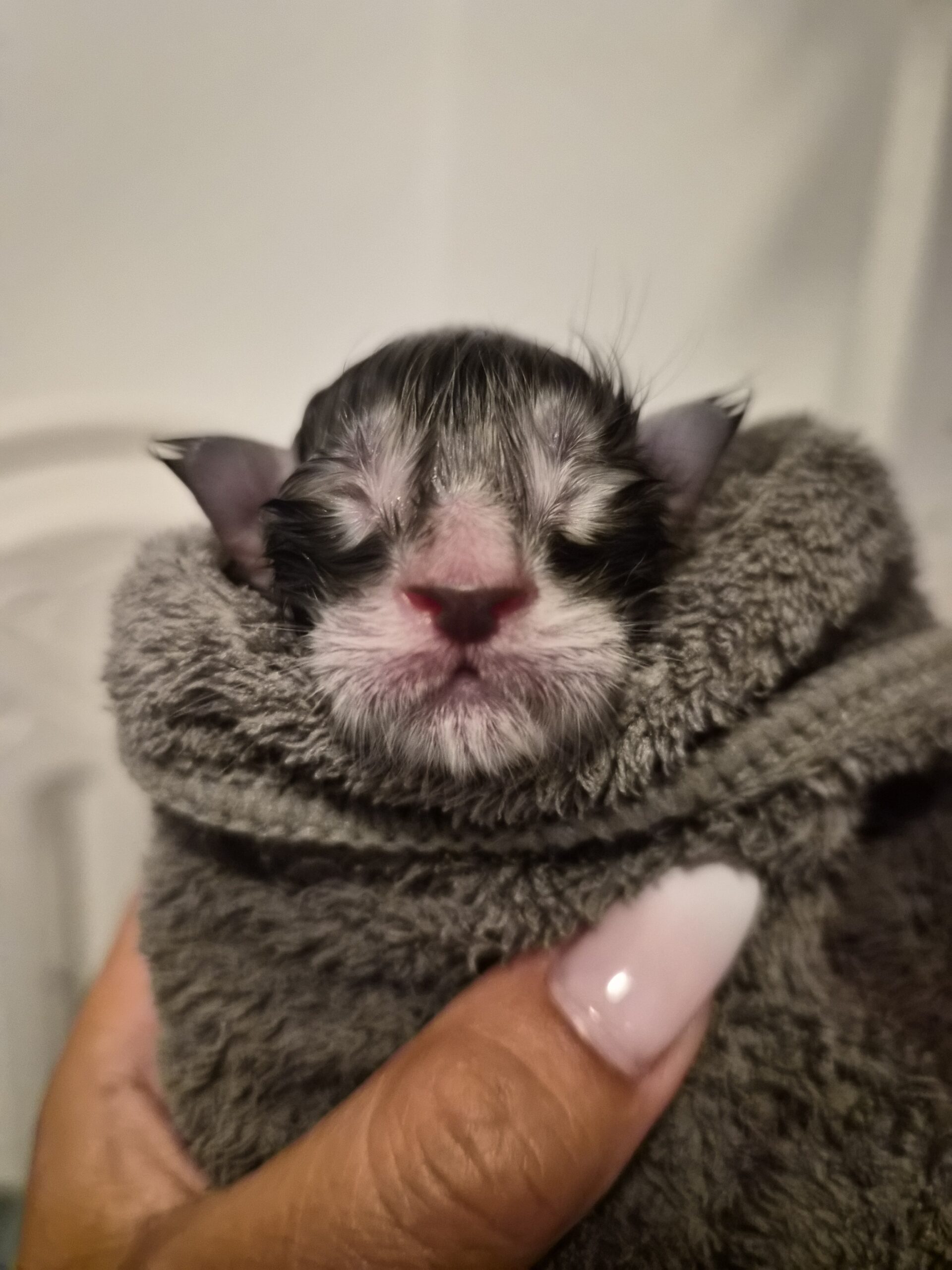Chaton – Mâle Black Silver