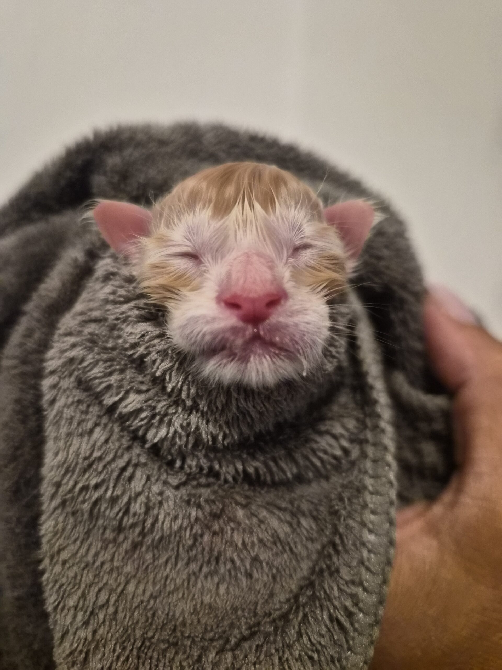 Chaton – Red Silver