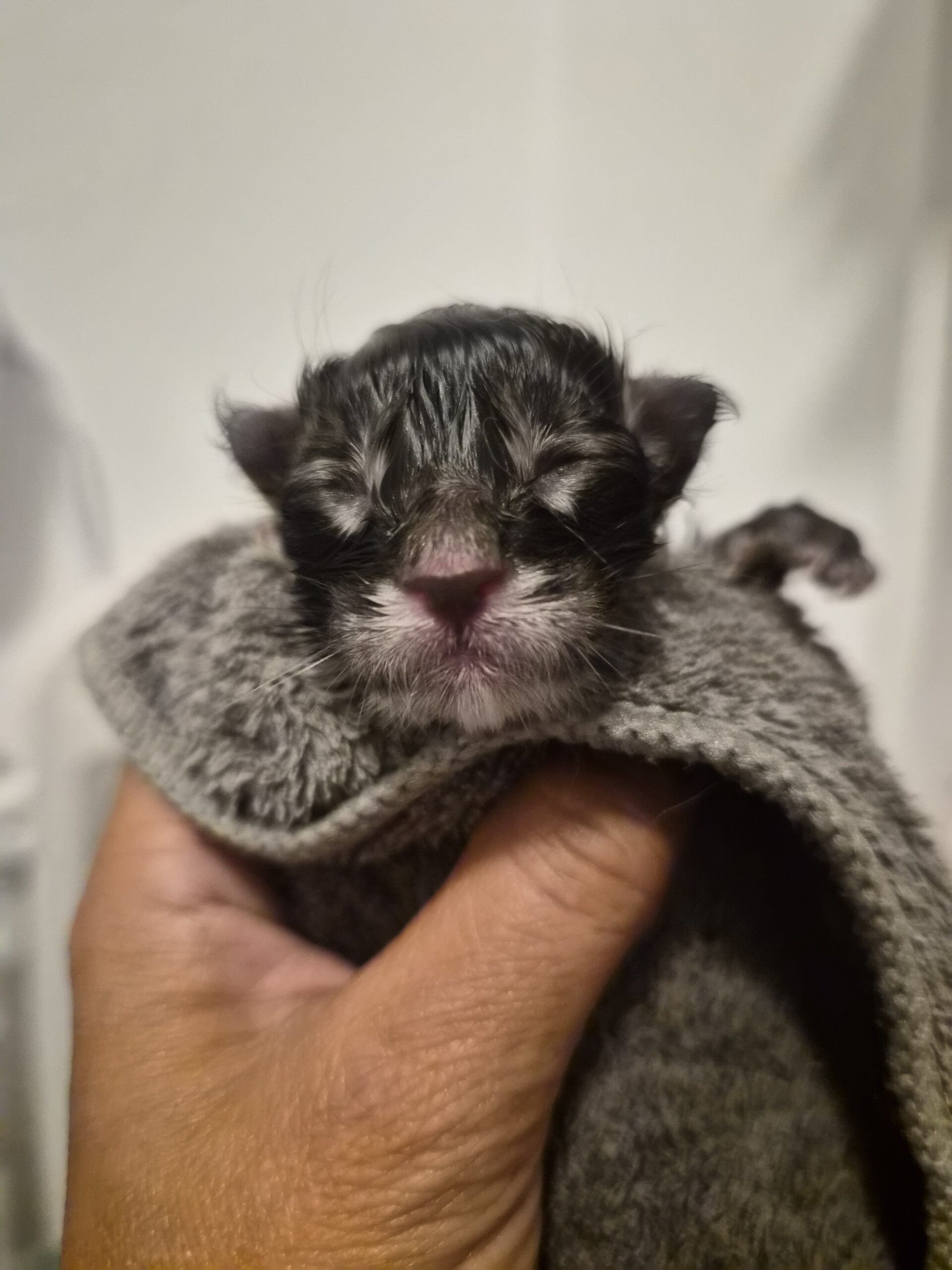 Chaton – Mâle collier bleu