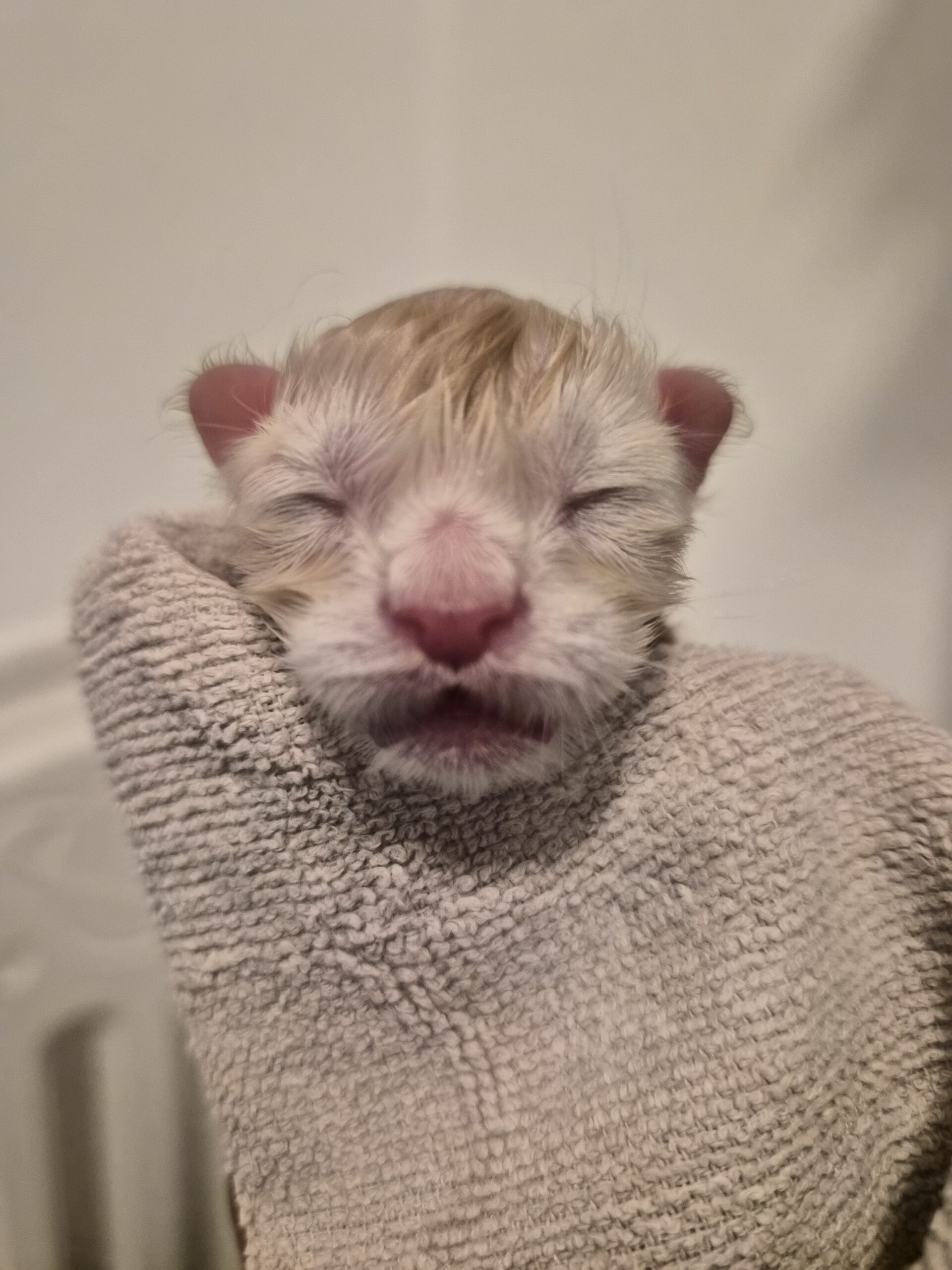 Chaton – Mâle collier Blanc