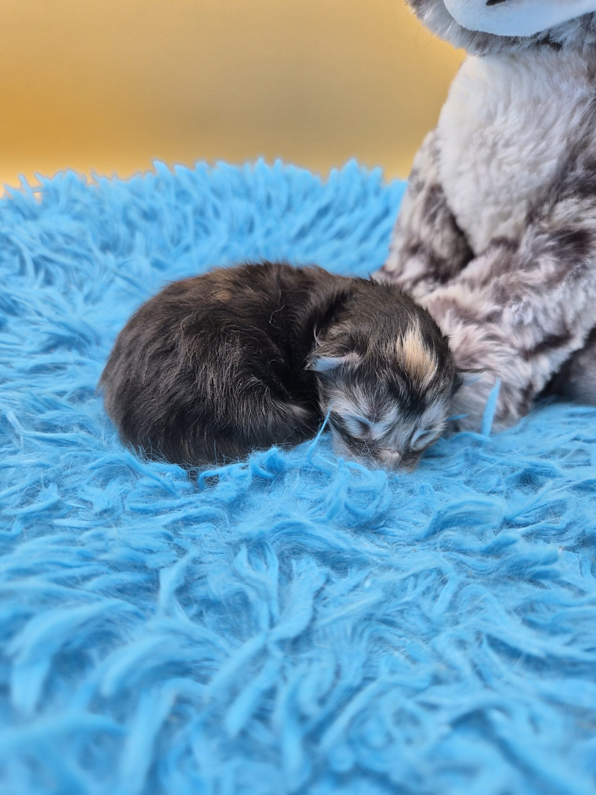 Chatonne – Tortie