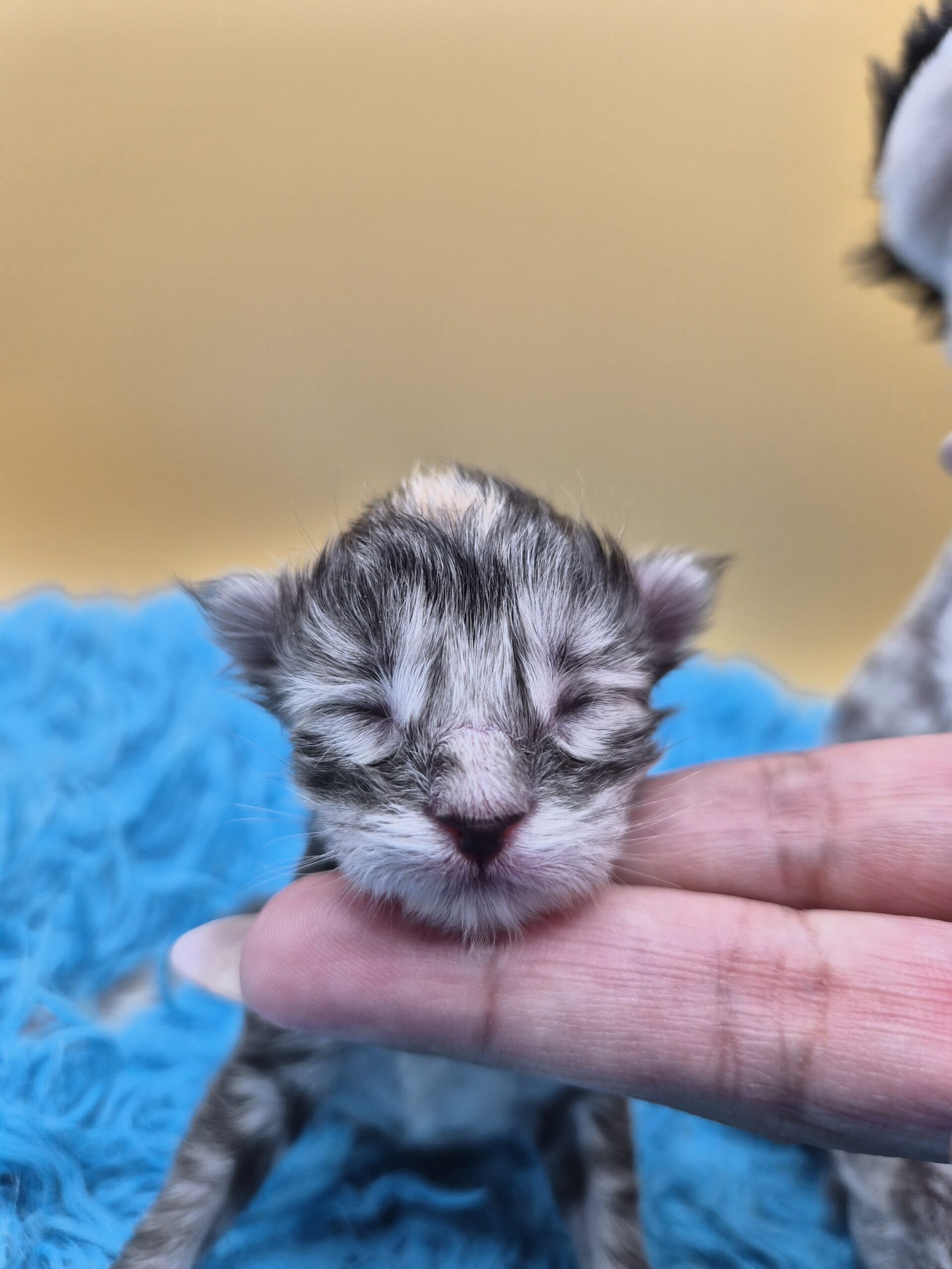 Chatonne – Tortie
