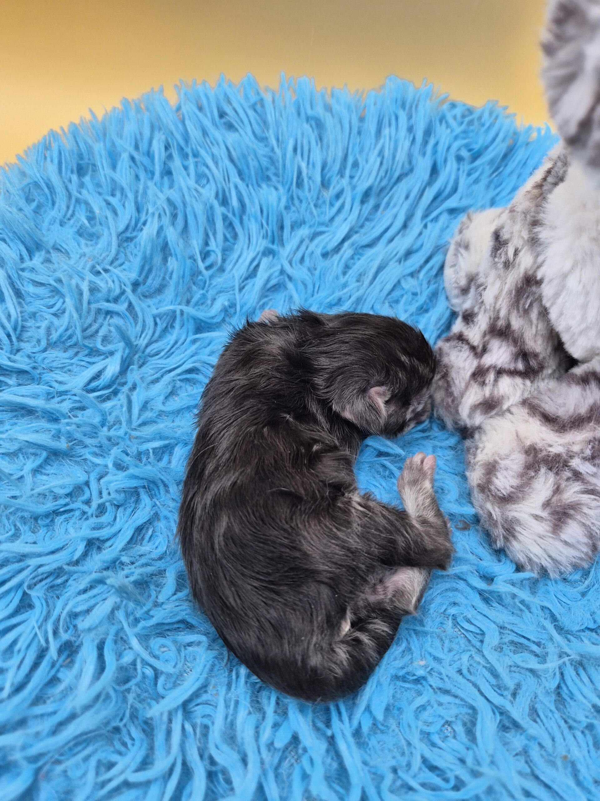 Chaton – Mâle Black Silver