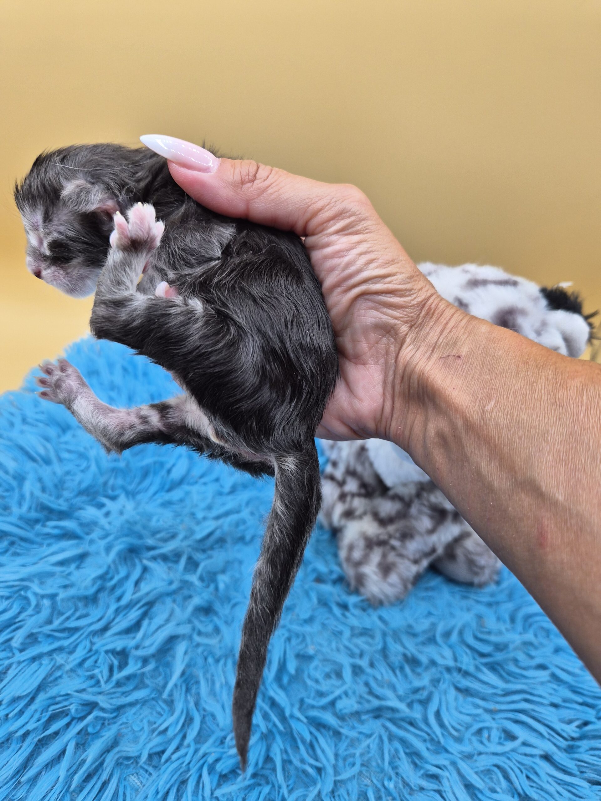 Chaton – Mâle Black Silver