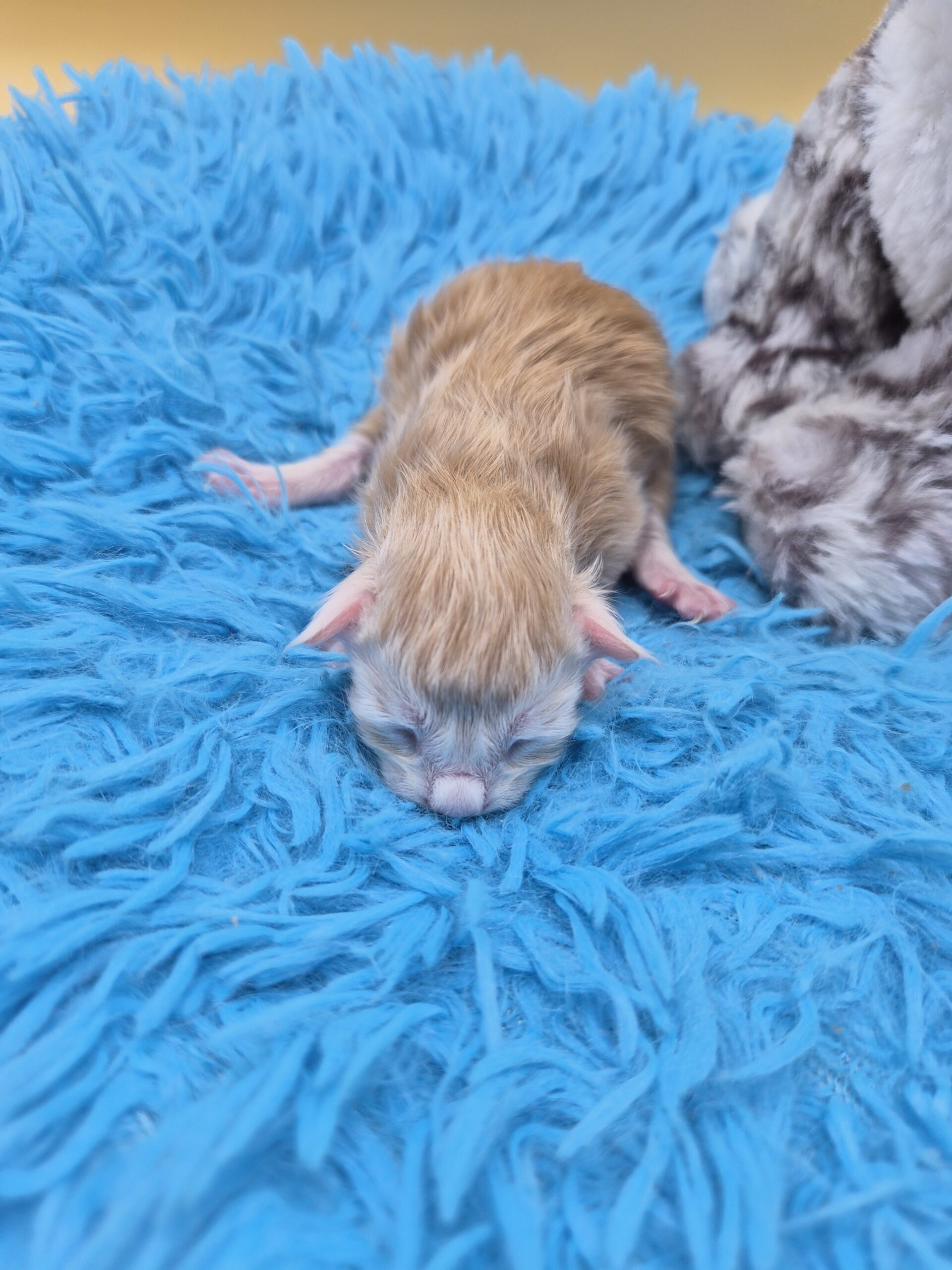 Chaton – Red Silver