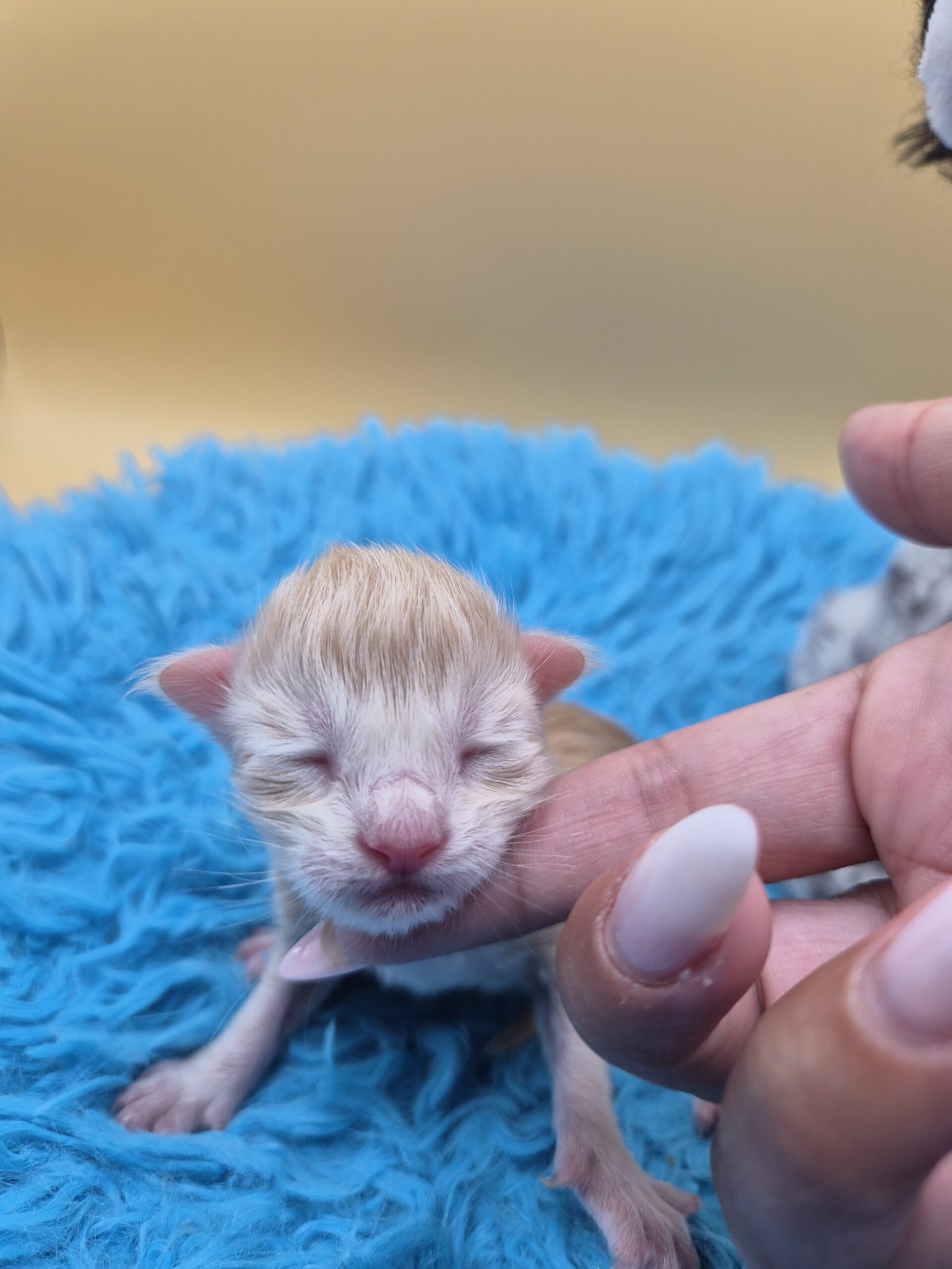 Chaton – Red Silver