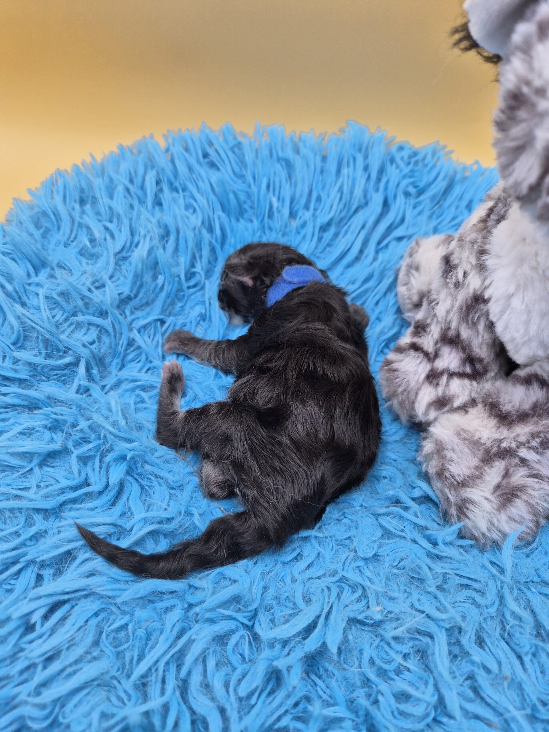 Chaton – Mâle collier bleu