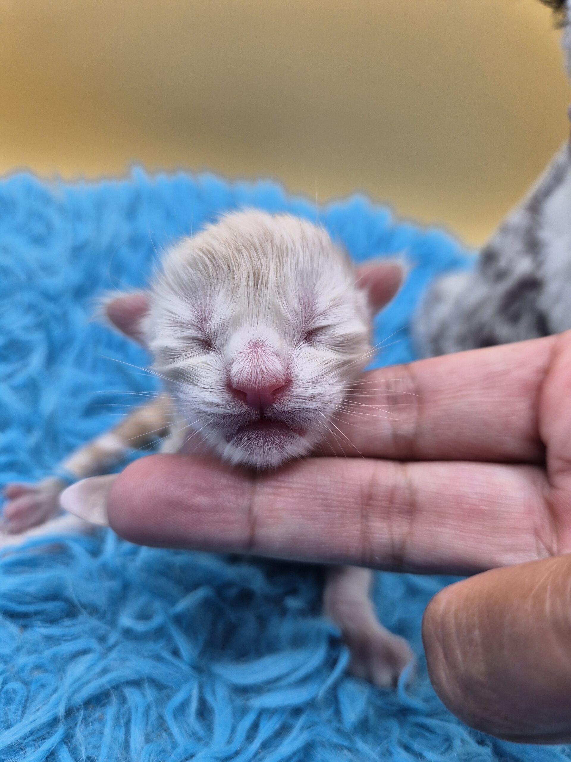 Chaton – Mâle collier Blanc