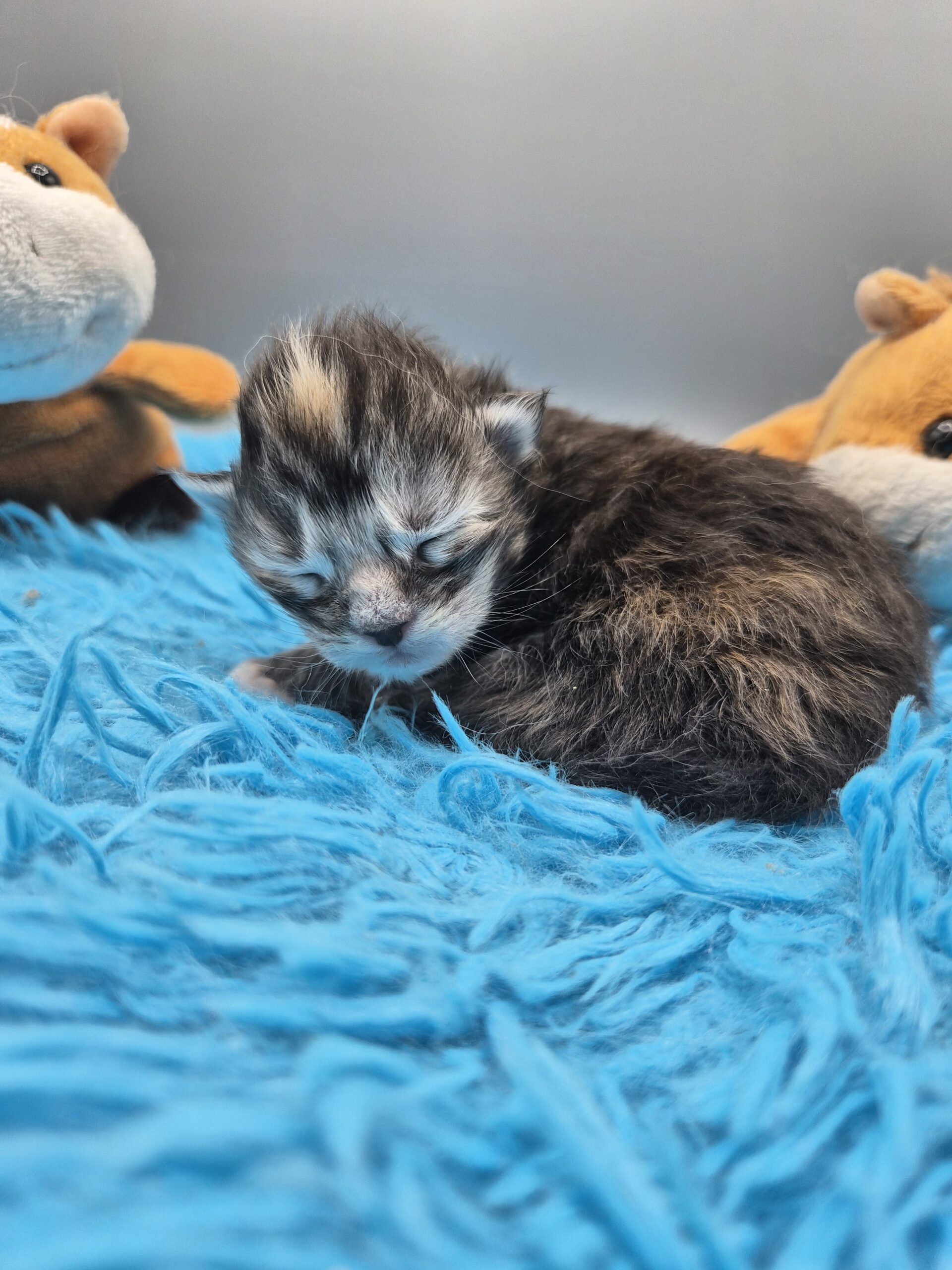 Chatonne – Tortie