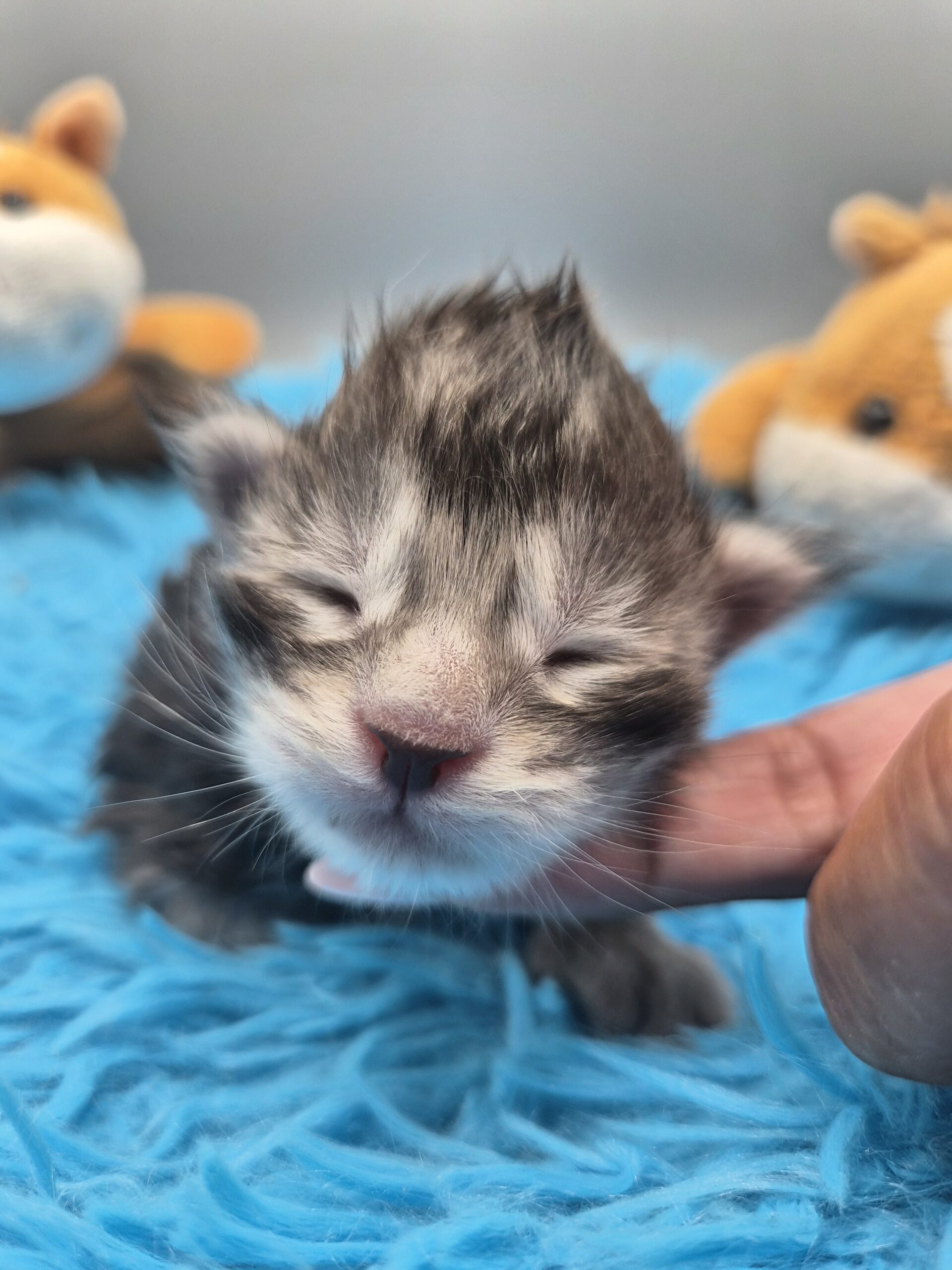 Chaton – Mâle Black Silver