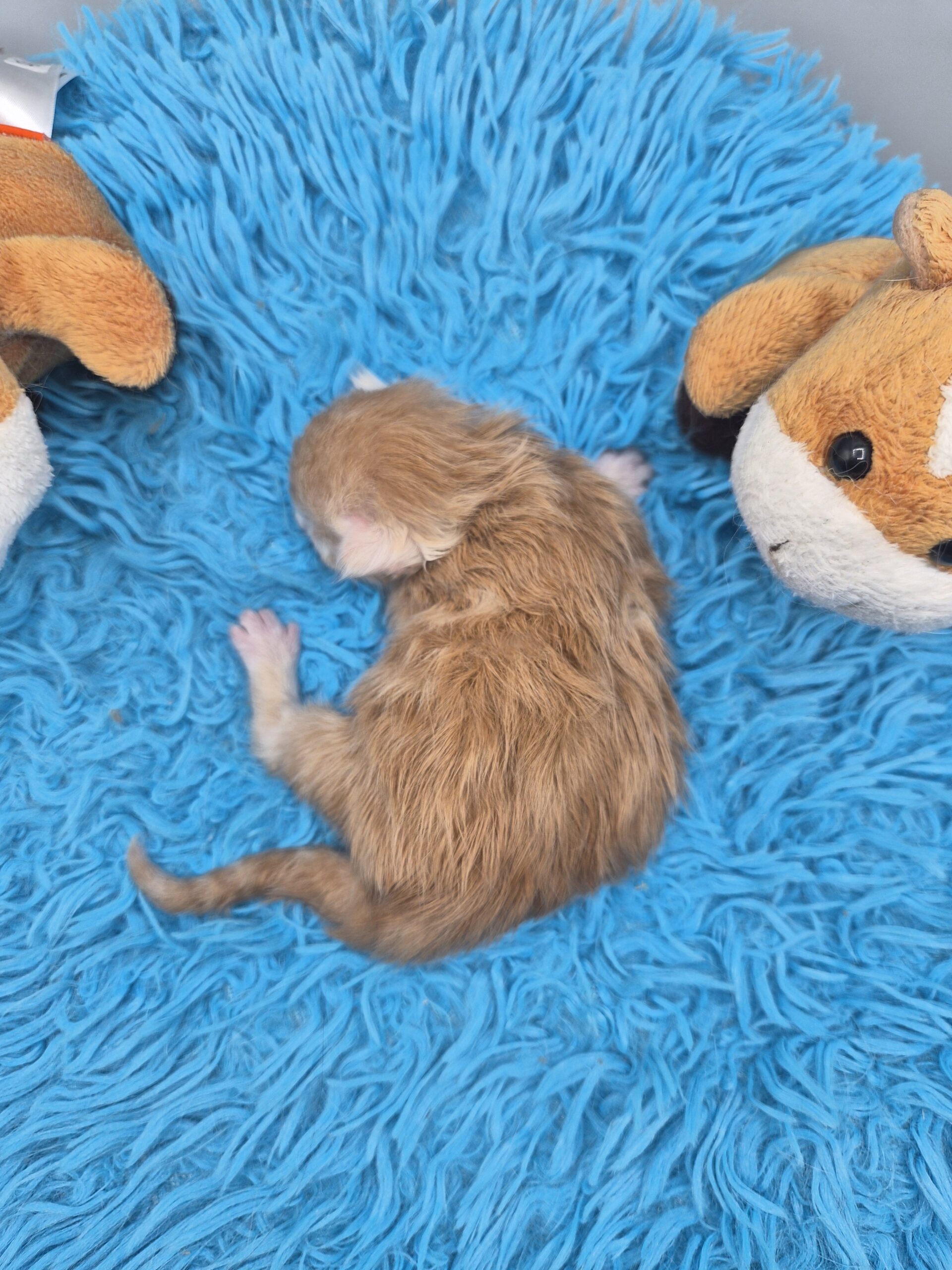 Chaton – Red Silver