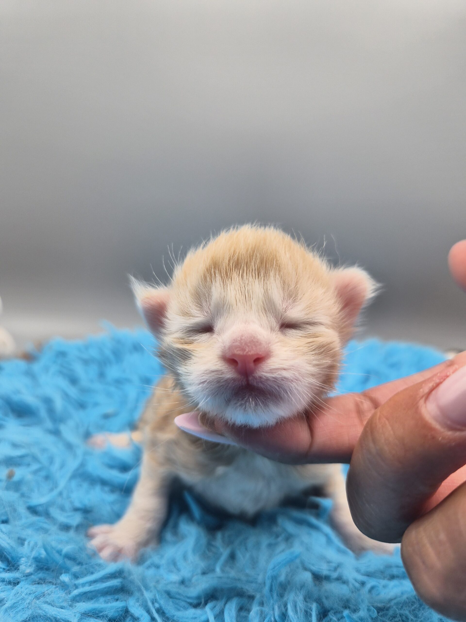 Chaton – Red Silver
