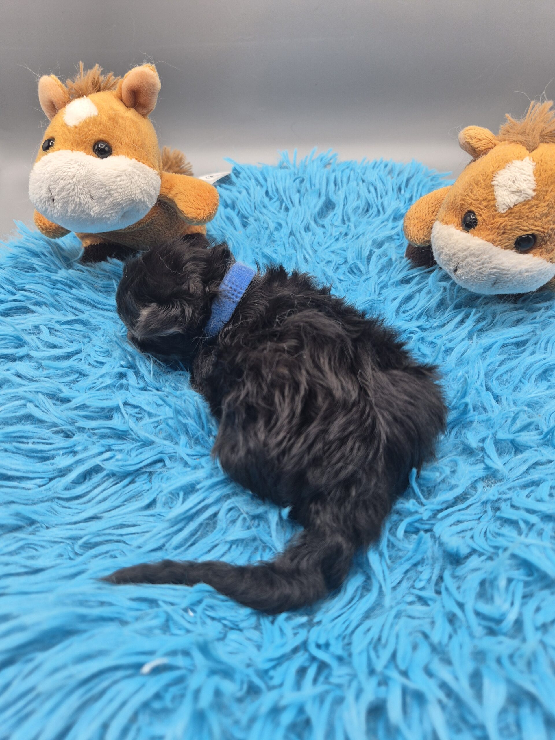 Chaton – Mâle collier bleu