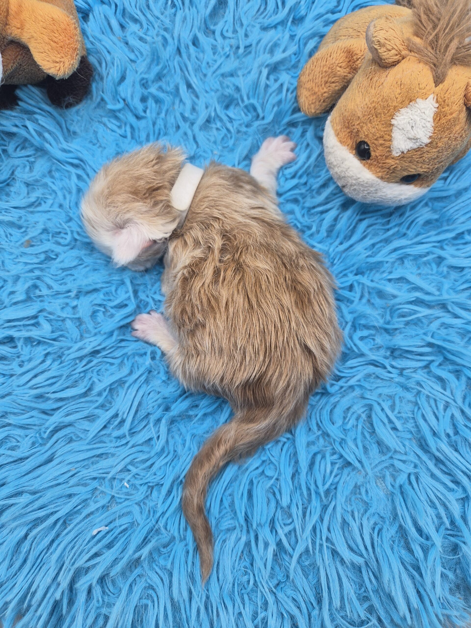 Chaton – Mâle collier Blanc