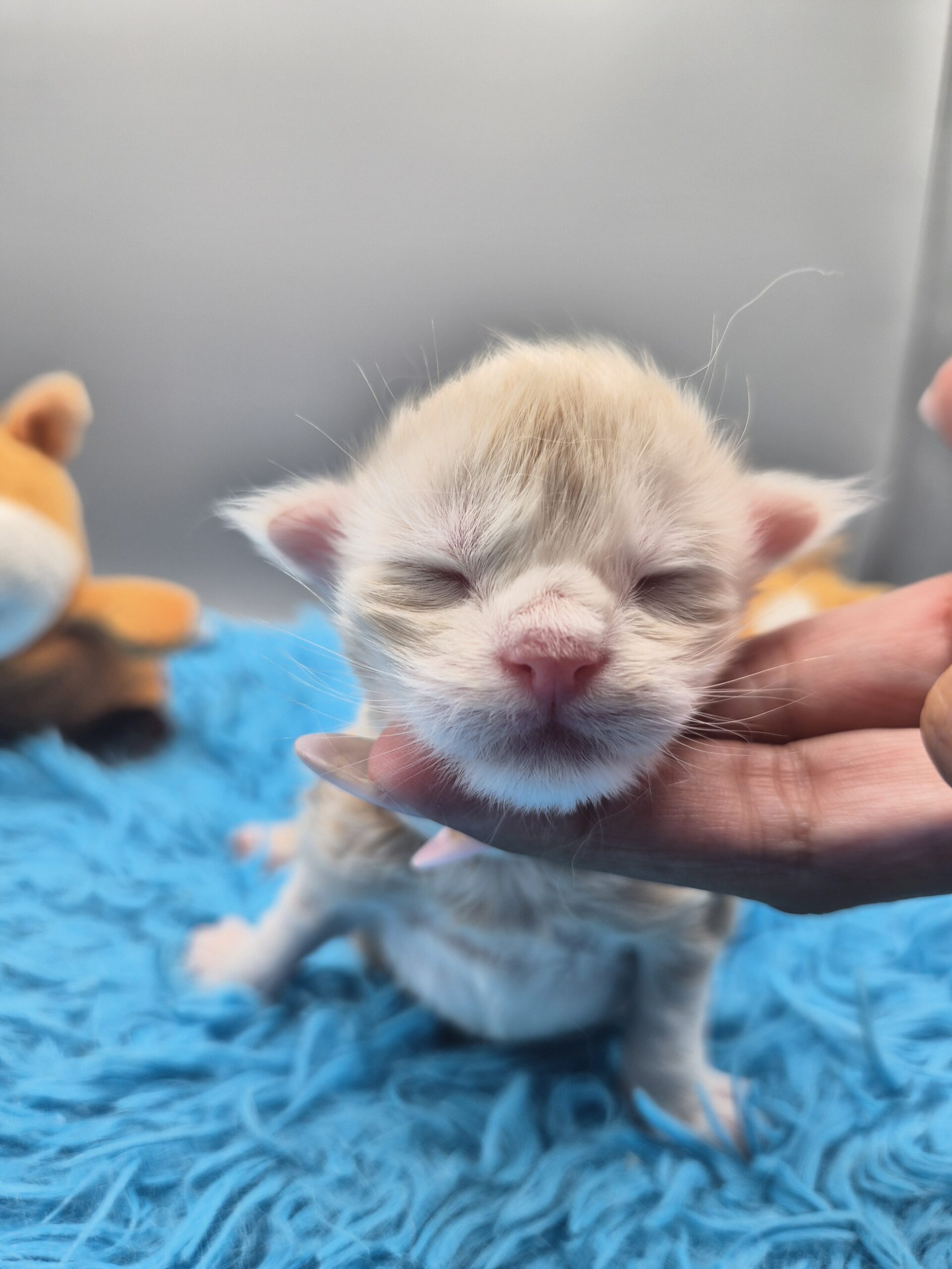 Chaton – Mâle collier Blanc