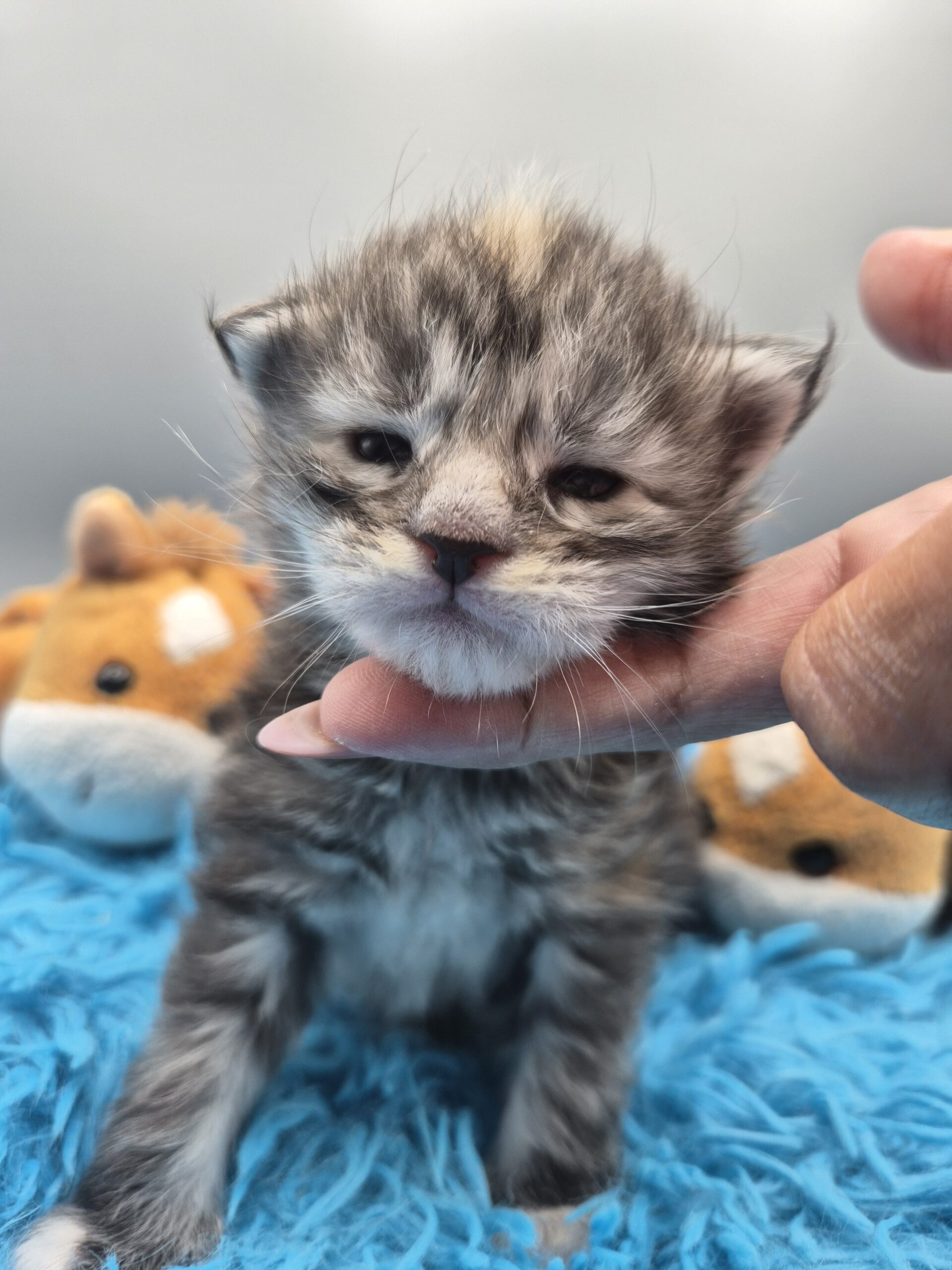 Chatonne – Tortie
