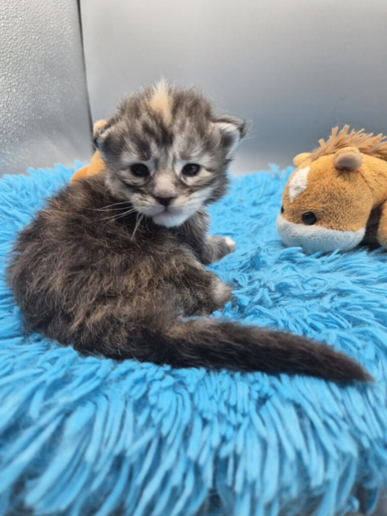 Chatonne - Tortie