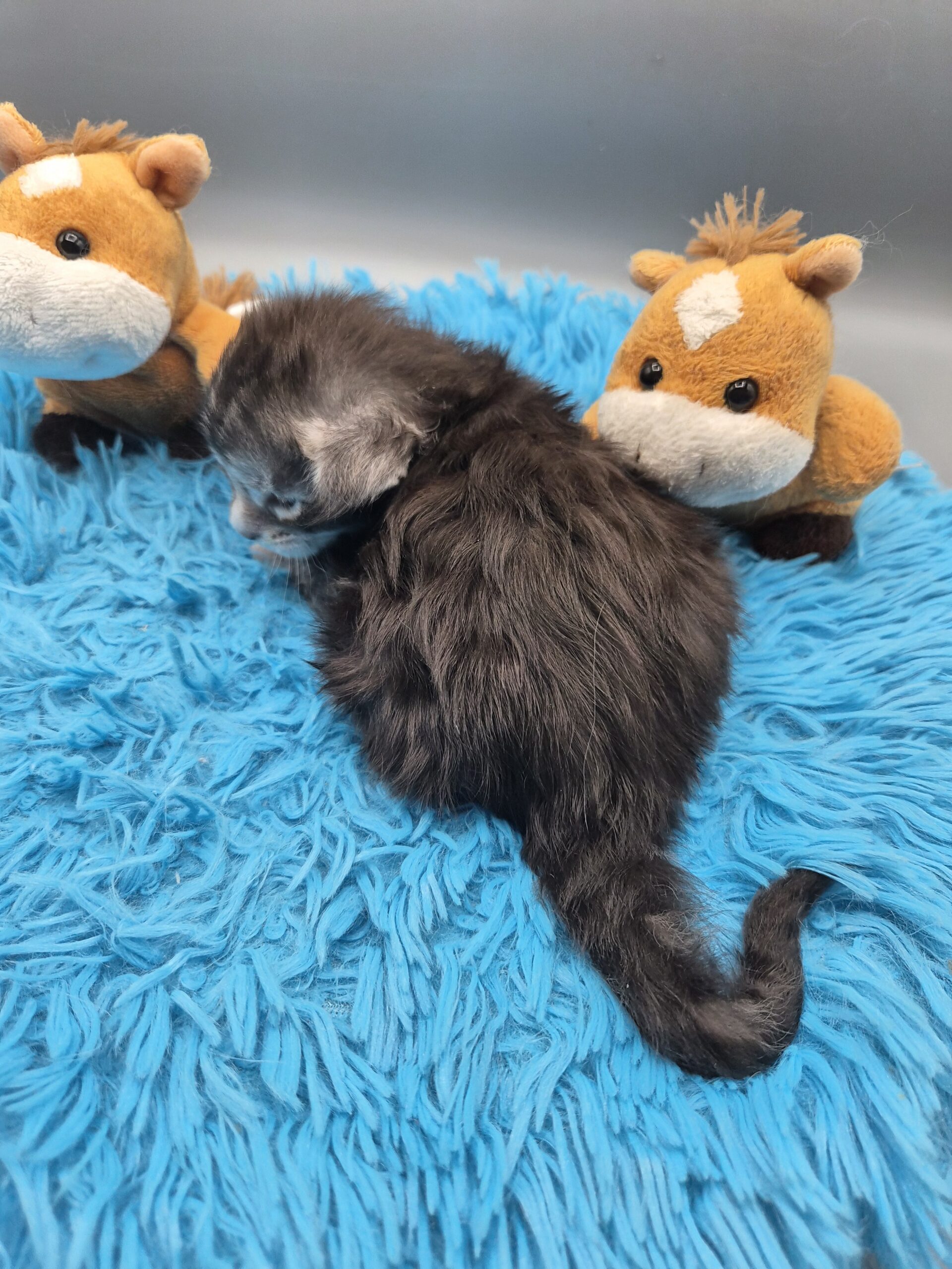 Chaton – Mâle Black Silver