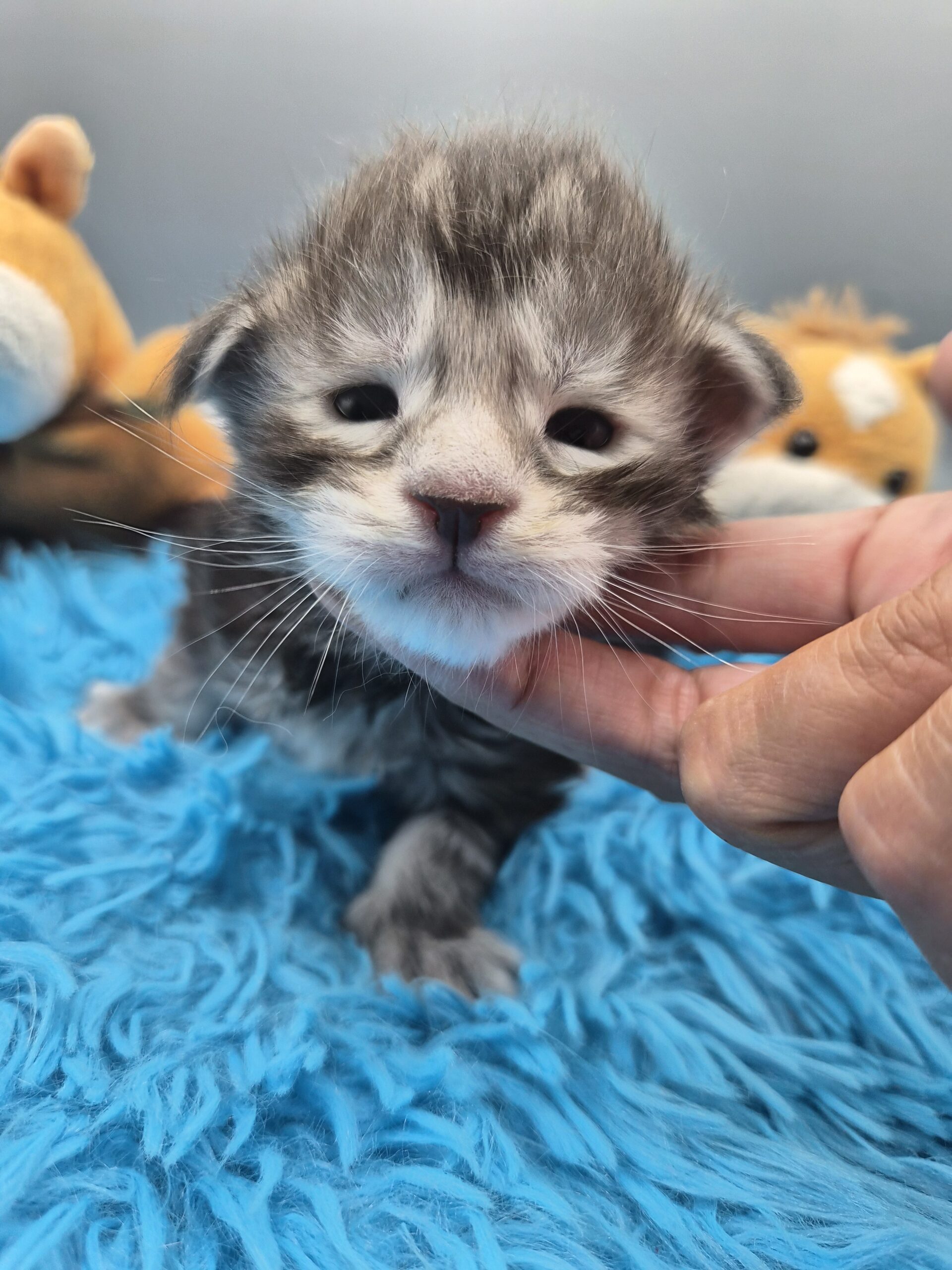 Chaton – Mâle Black Silver