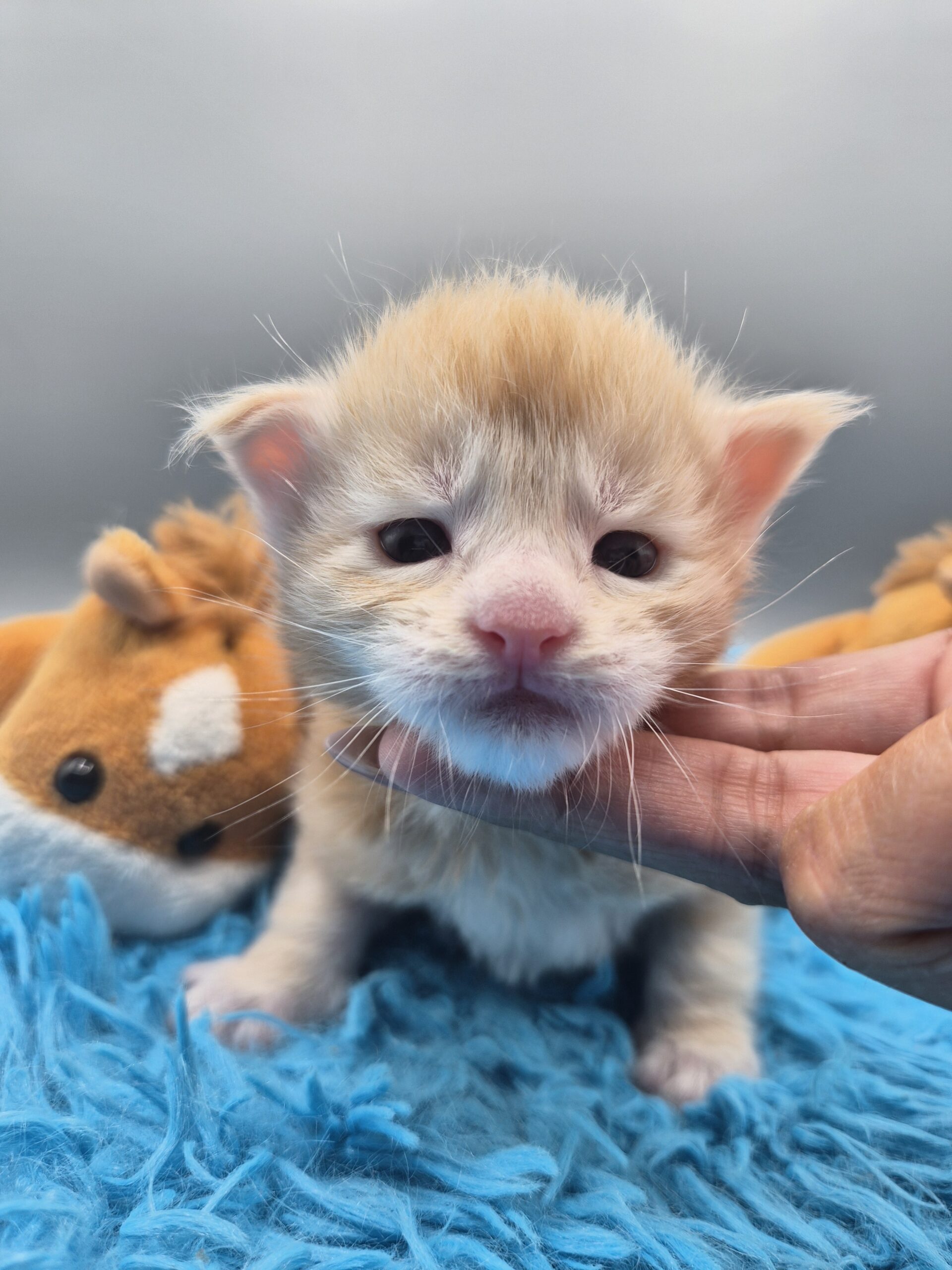 Chaton – Red Silver