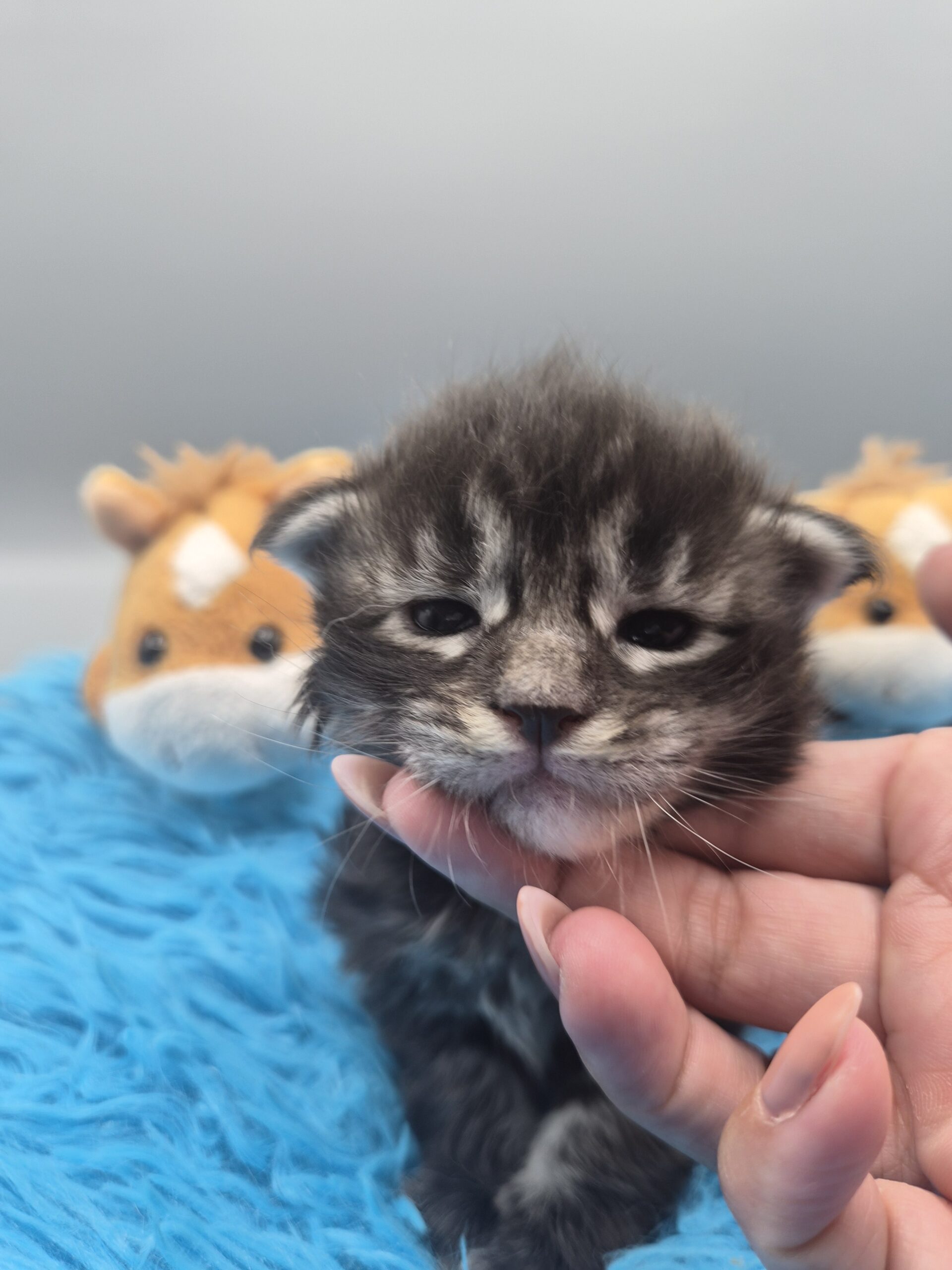 Chaton – Mâle collier bleu
