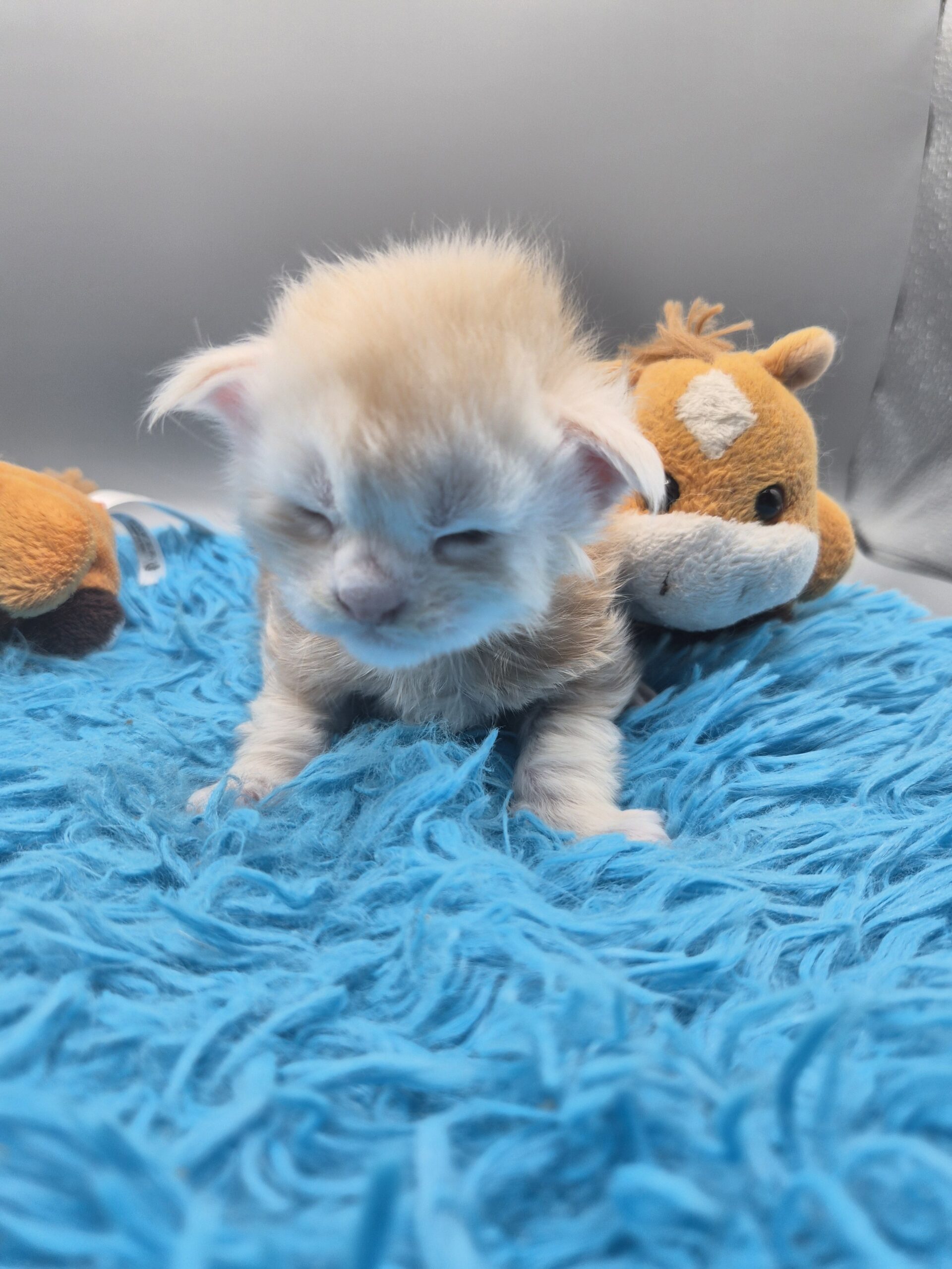 Chaton – Mâle collier Blanc