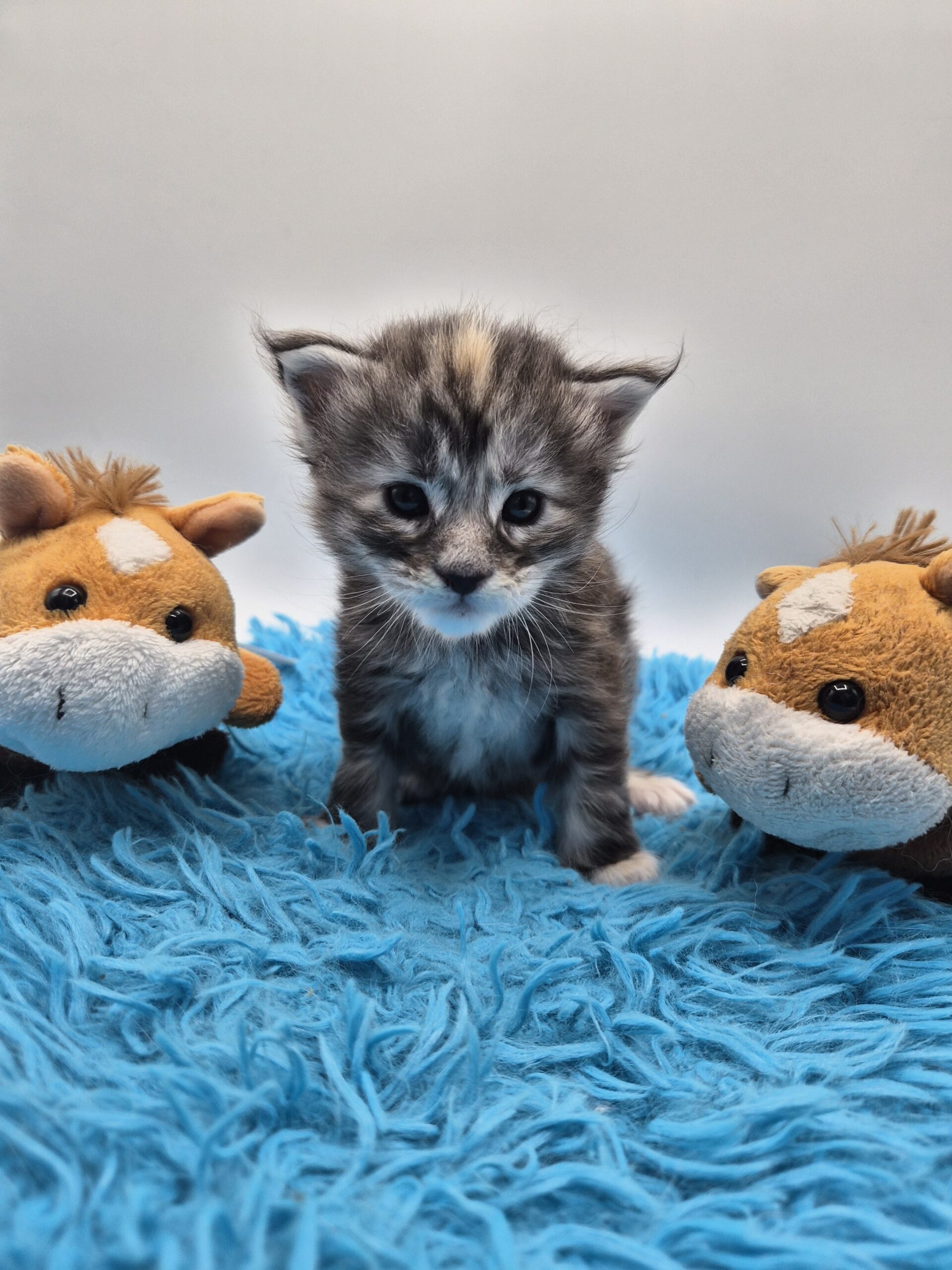 Chatonne – Tortie