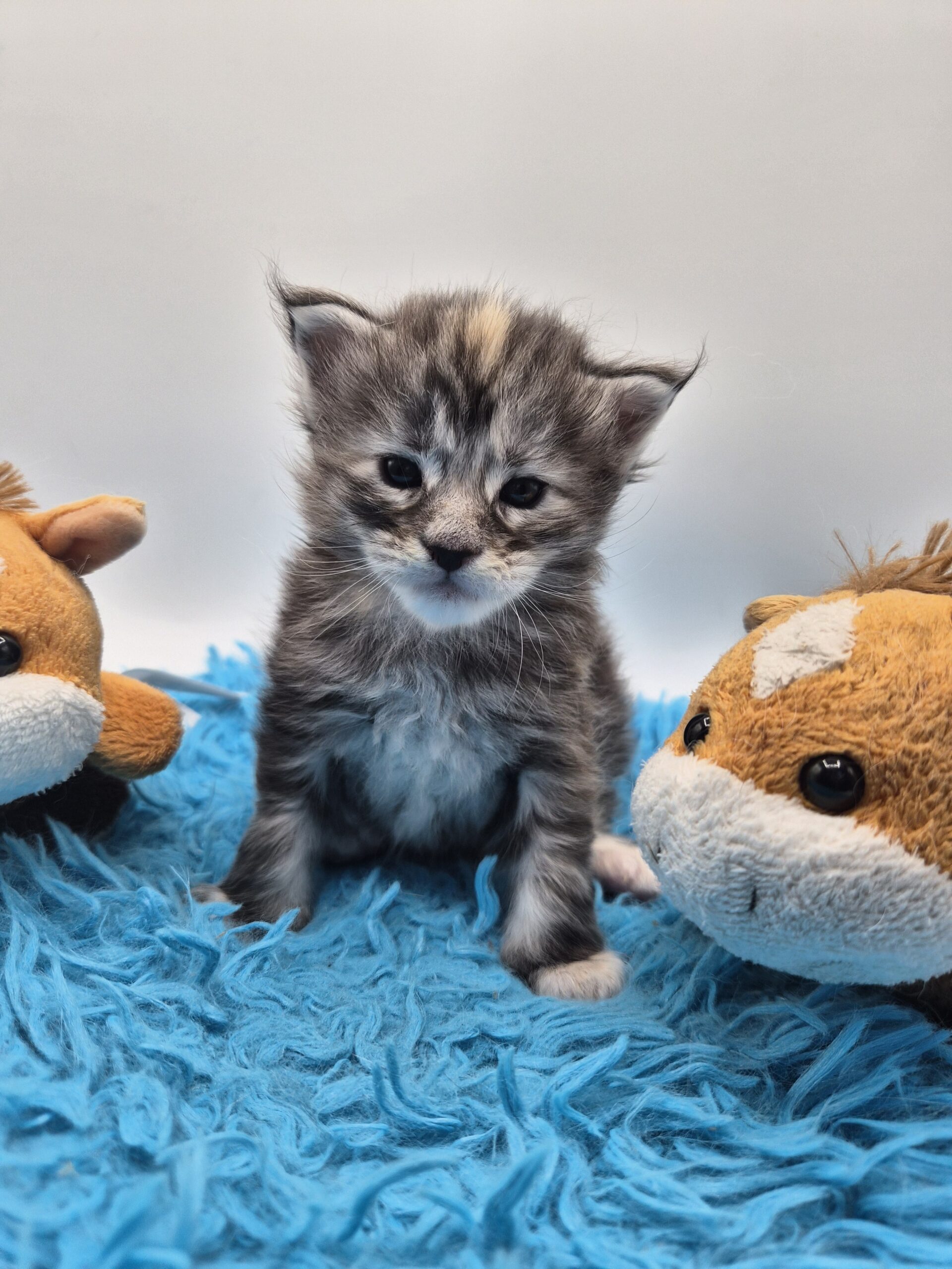 Chatonne – Tortie