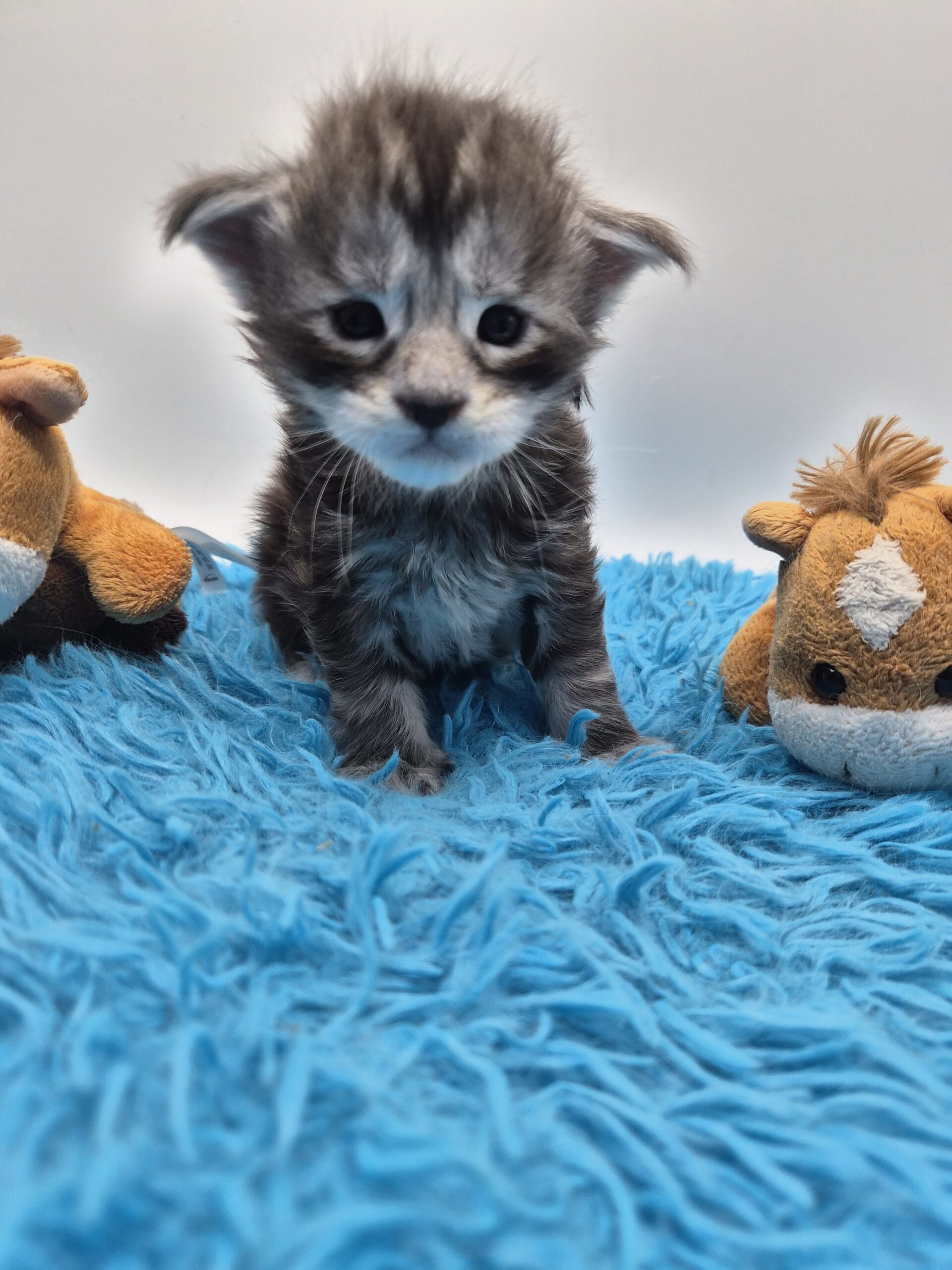 Chaton - Mâle Black Silver