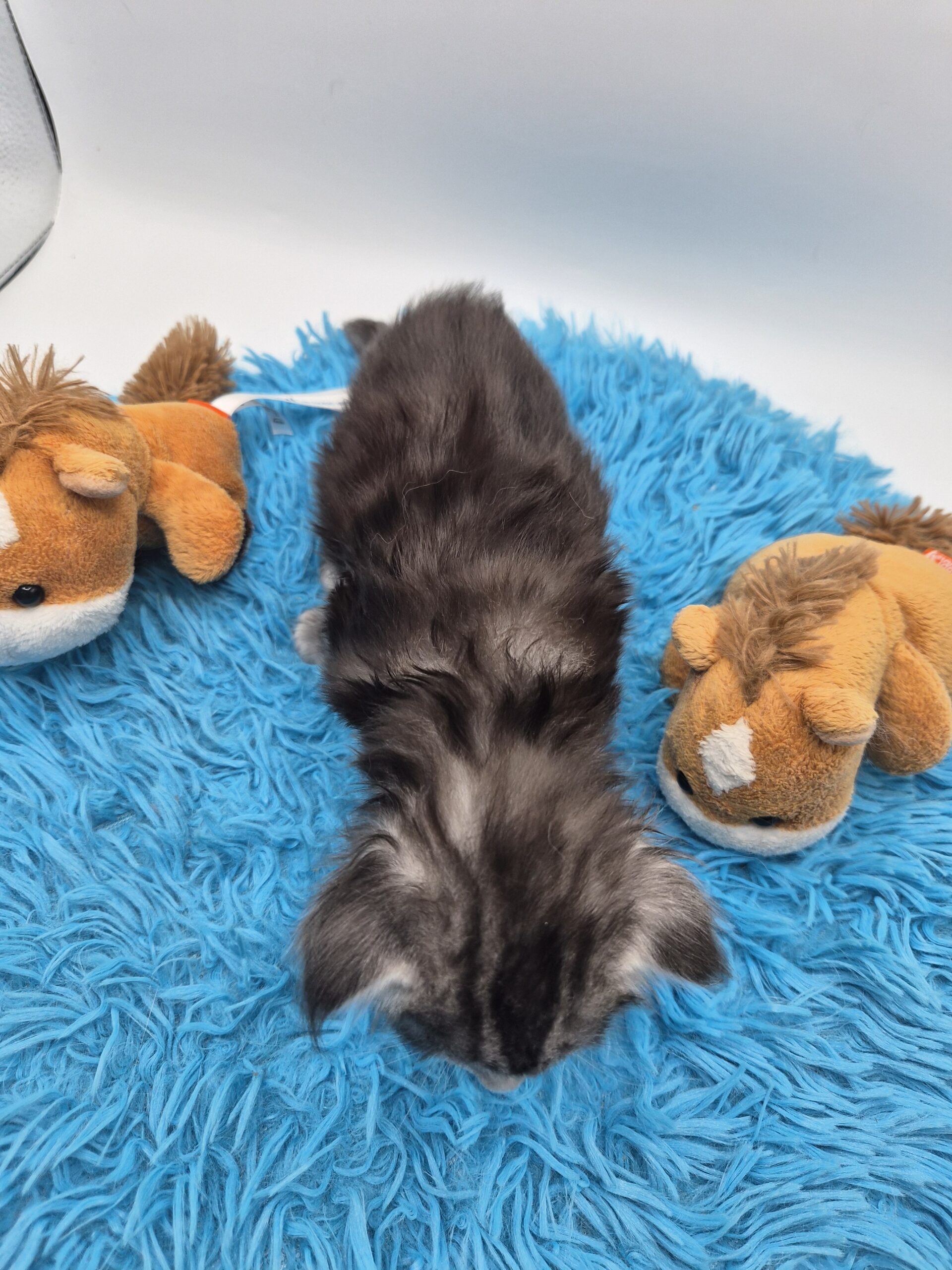 Chaton – Mâle Black Silver