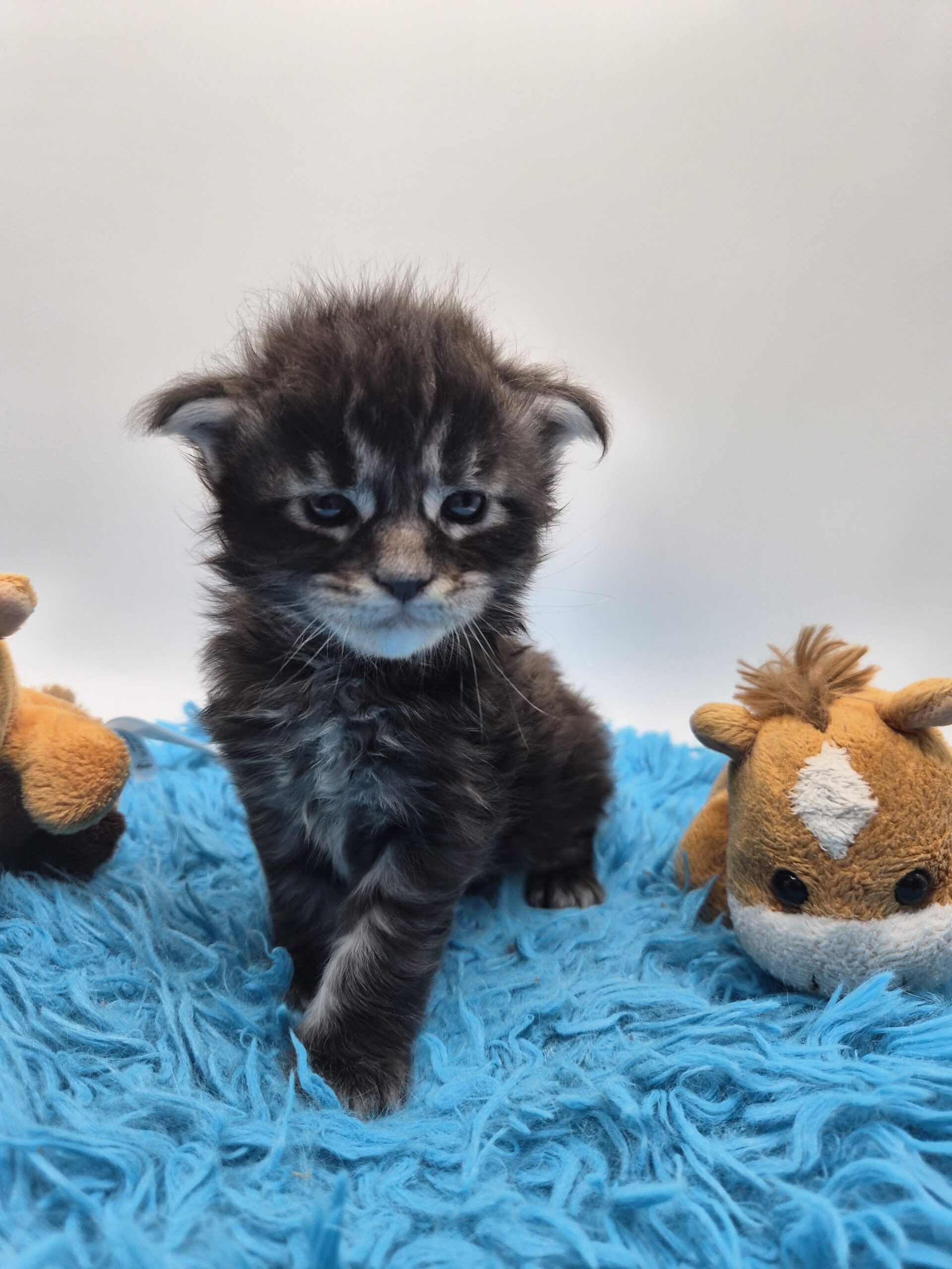 Chaton - Mâle collier bleu