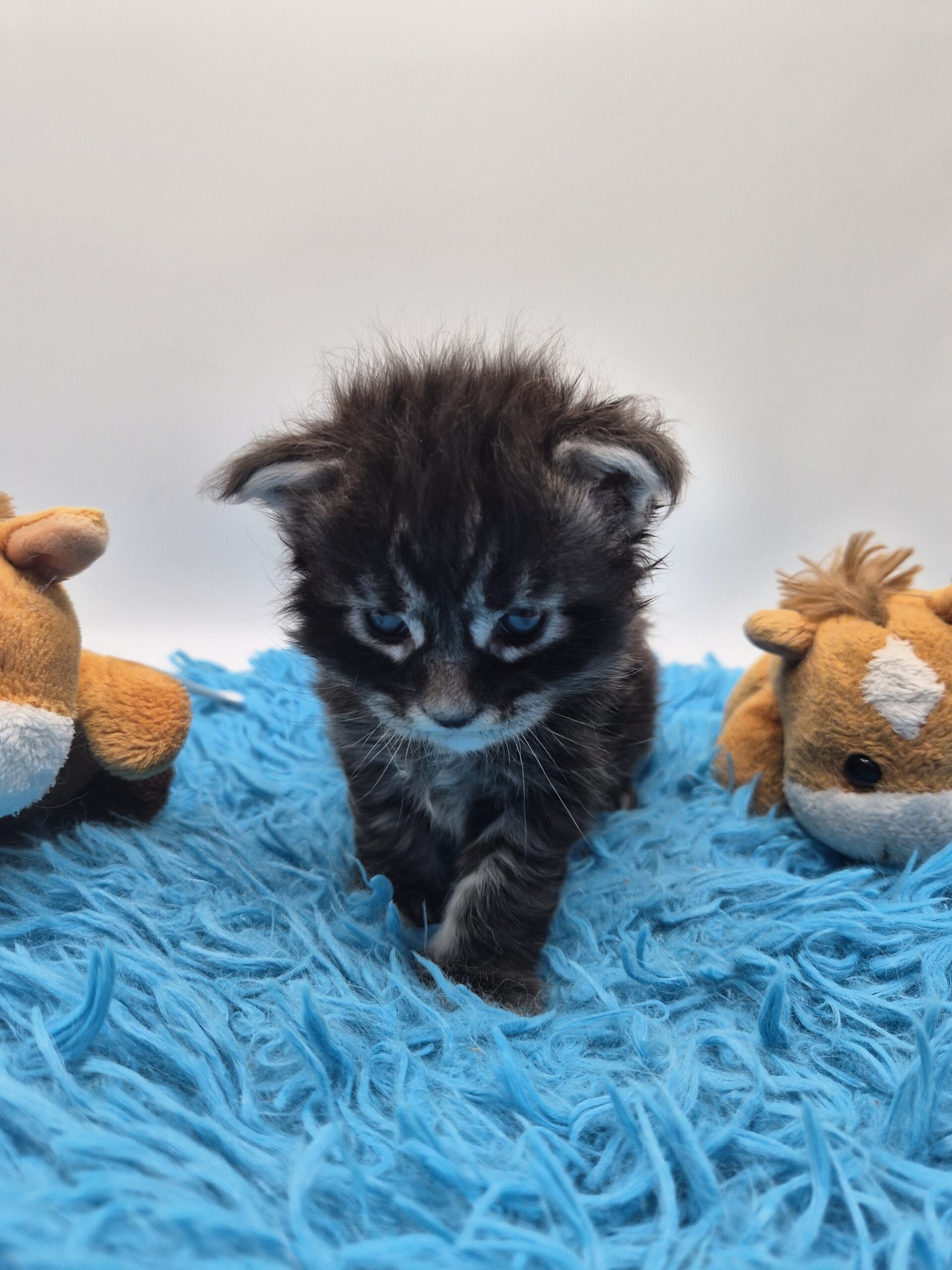 Chaton – Mâle collier bleu