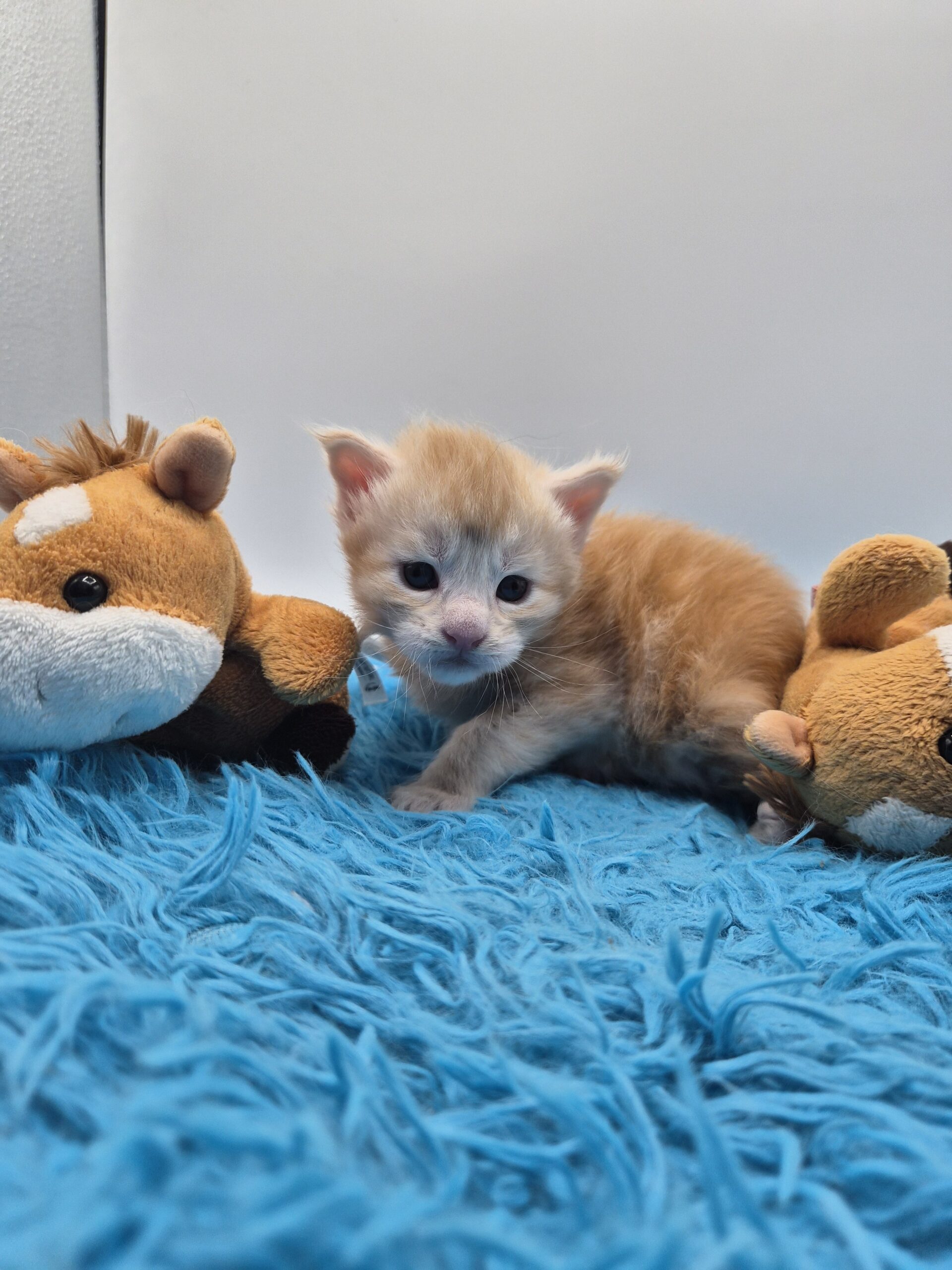 Chaton – Red Silver