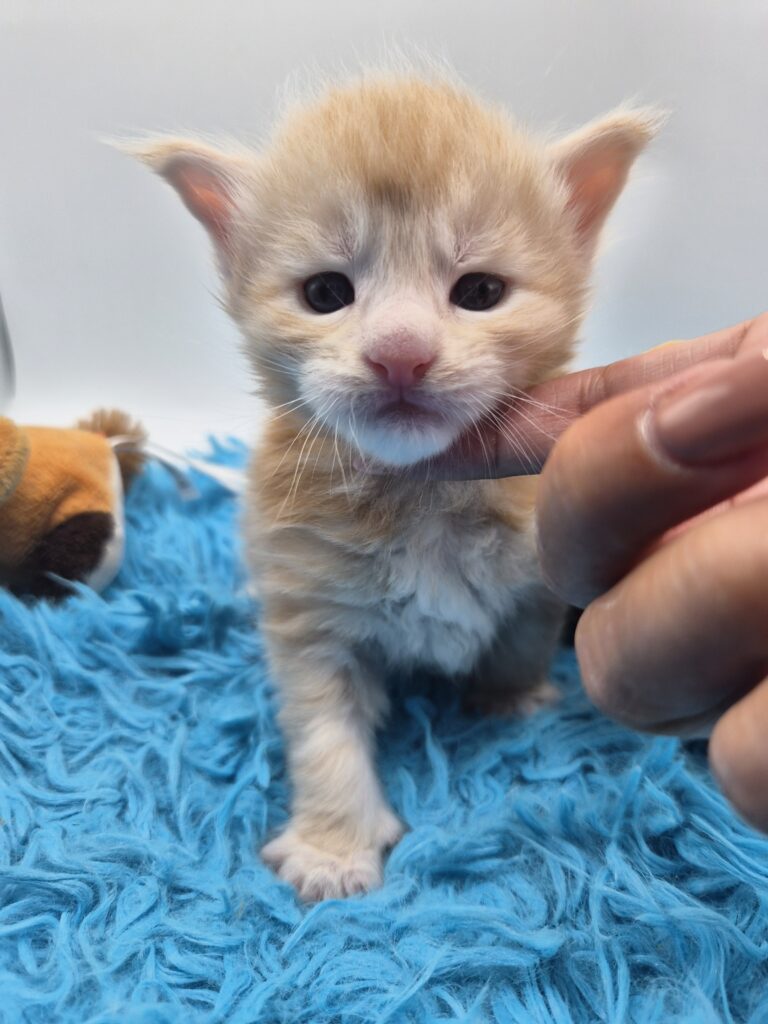 Chaton - Red Silver