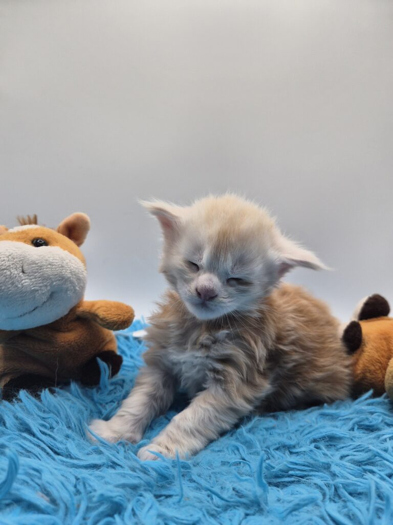 Chaton - Mâle collier Blanc