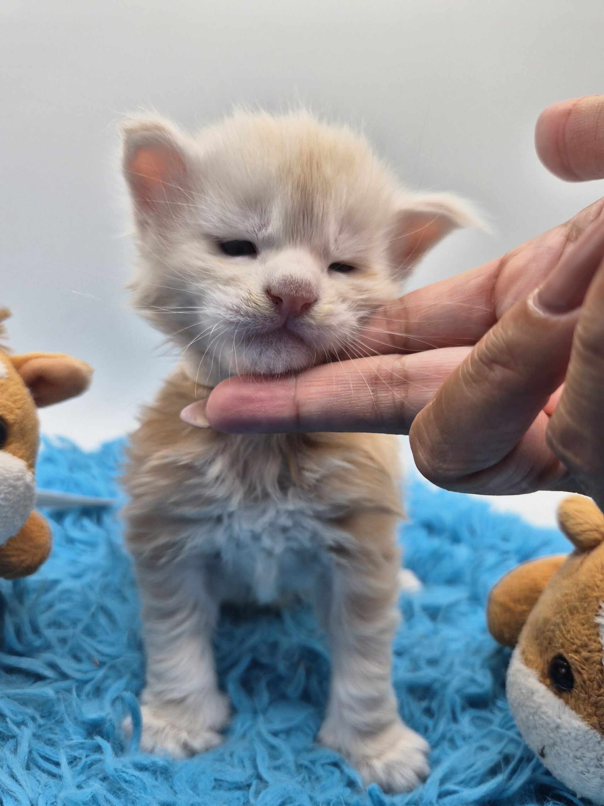 Chaton – Mâle collier Blanc