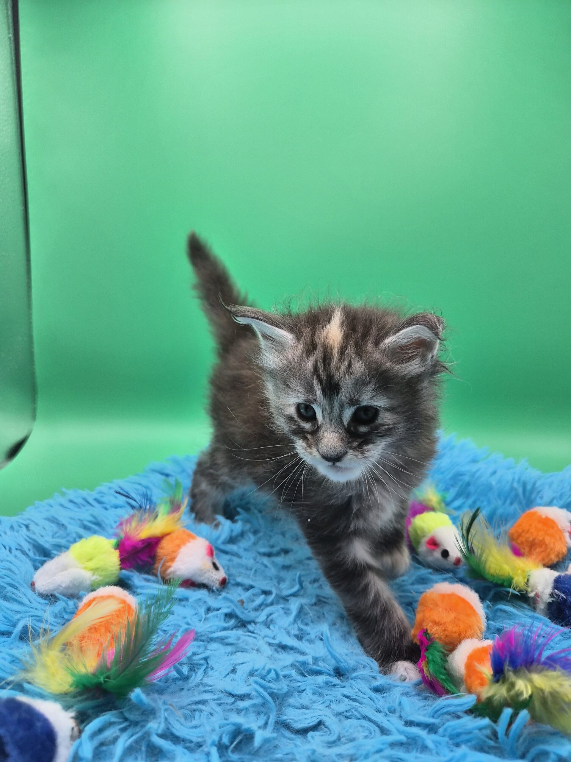 Chatonne – Tortie