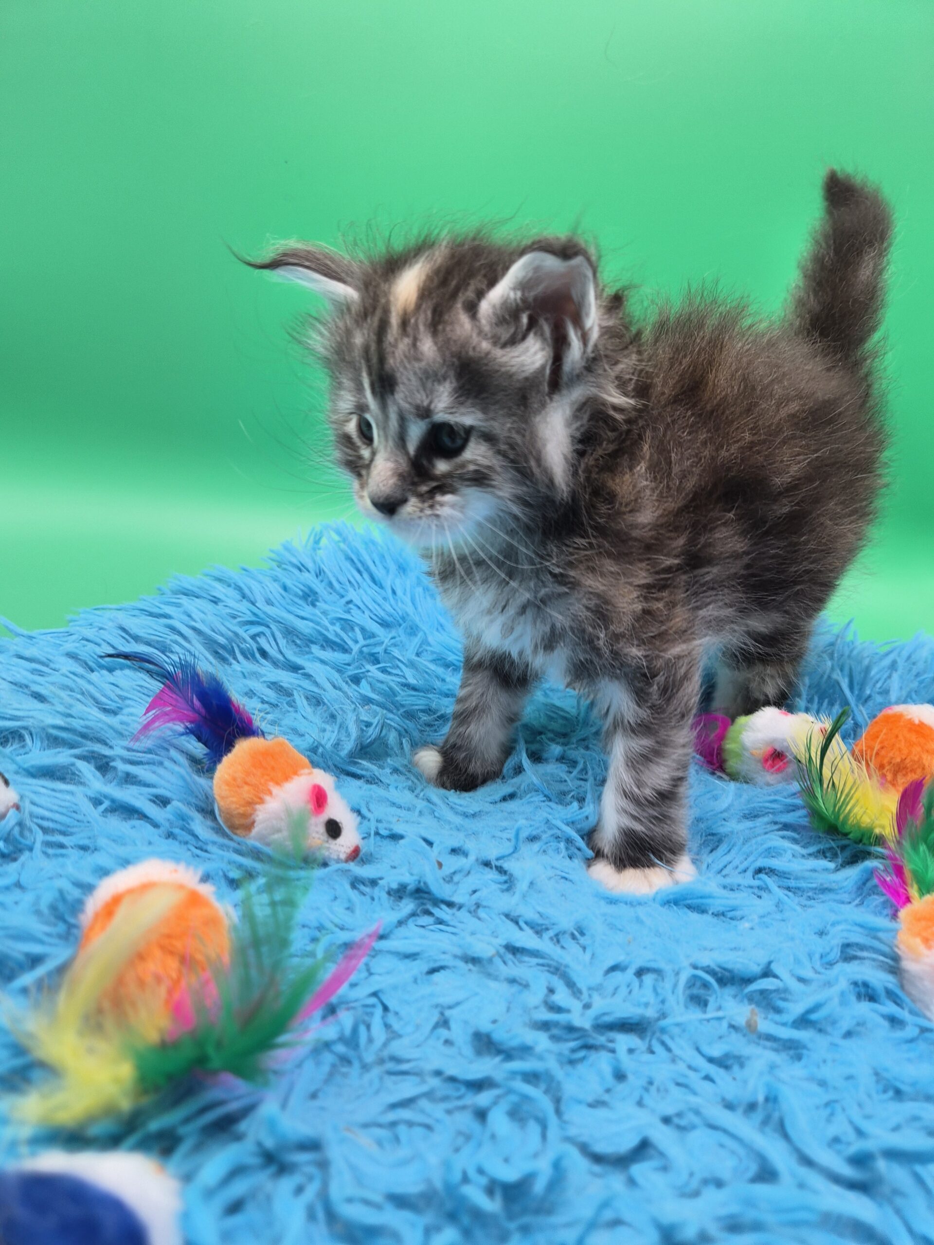 Chatonne – Tortie