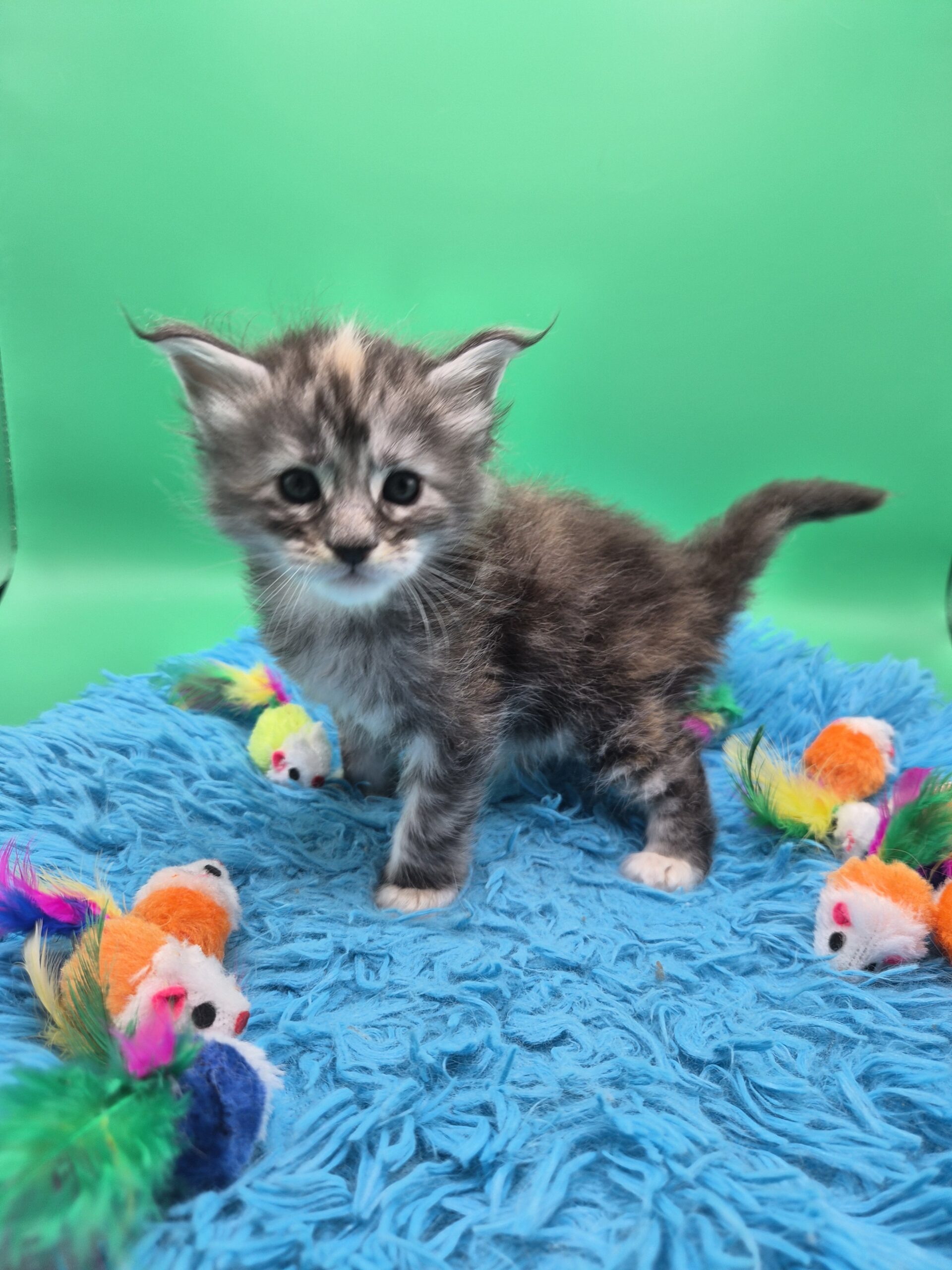 Chatonne – Tortie