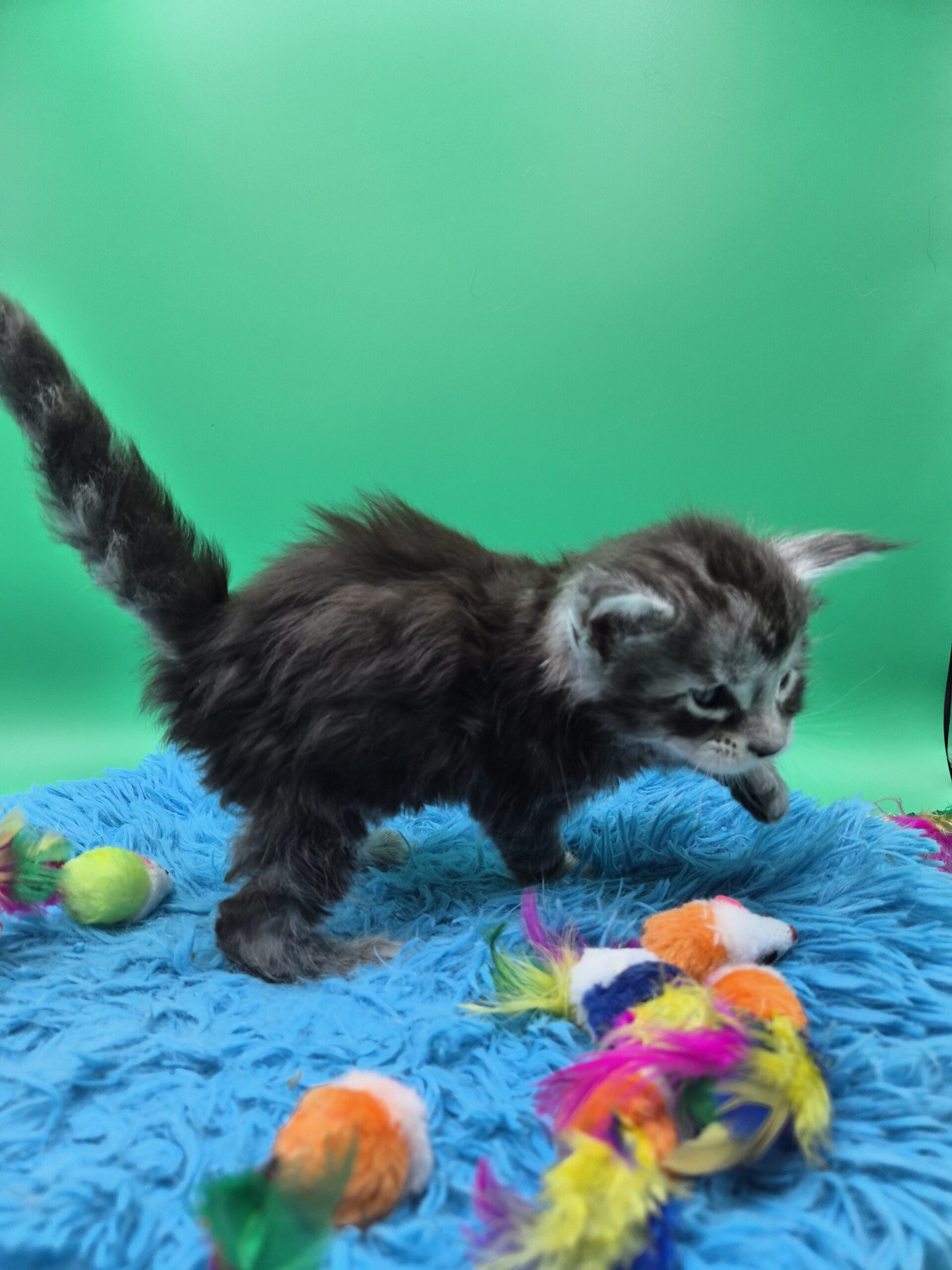 Chaton – Mâle Black Silver