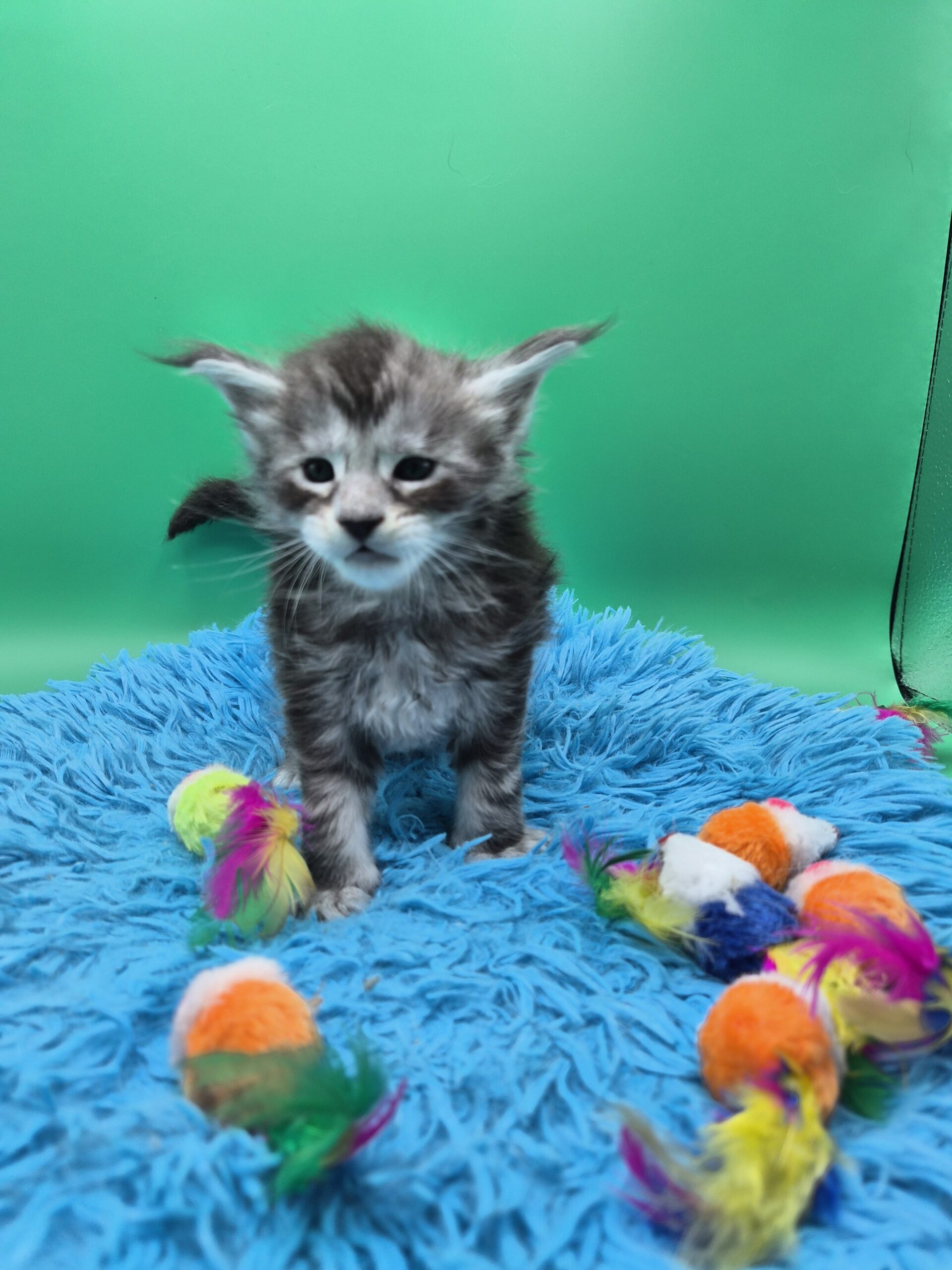 Chaton – Mâle Black Silver