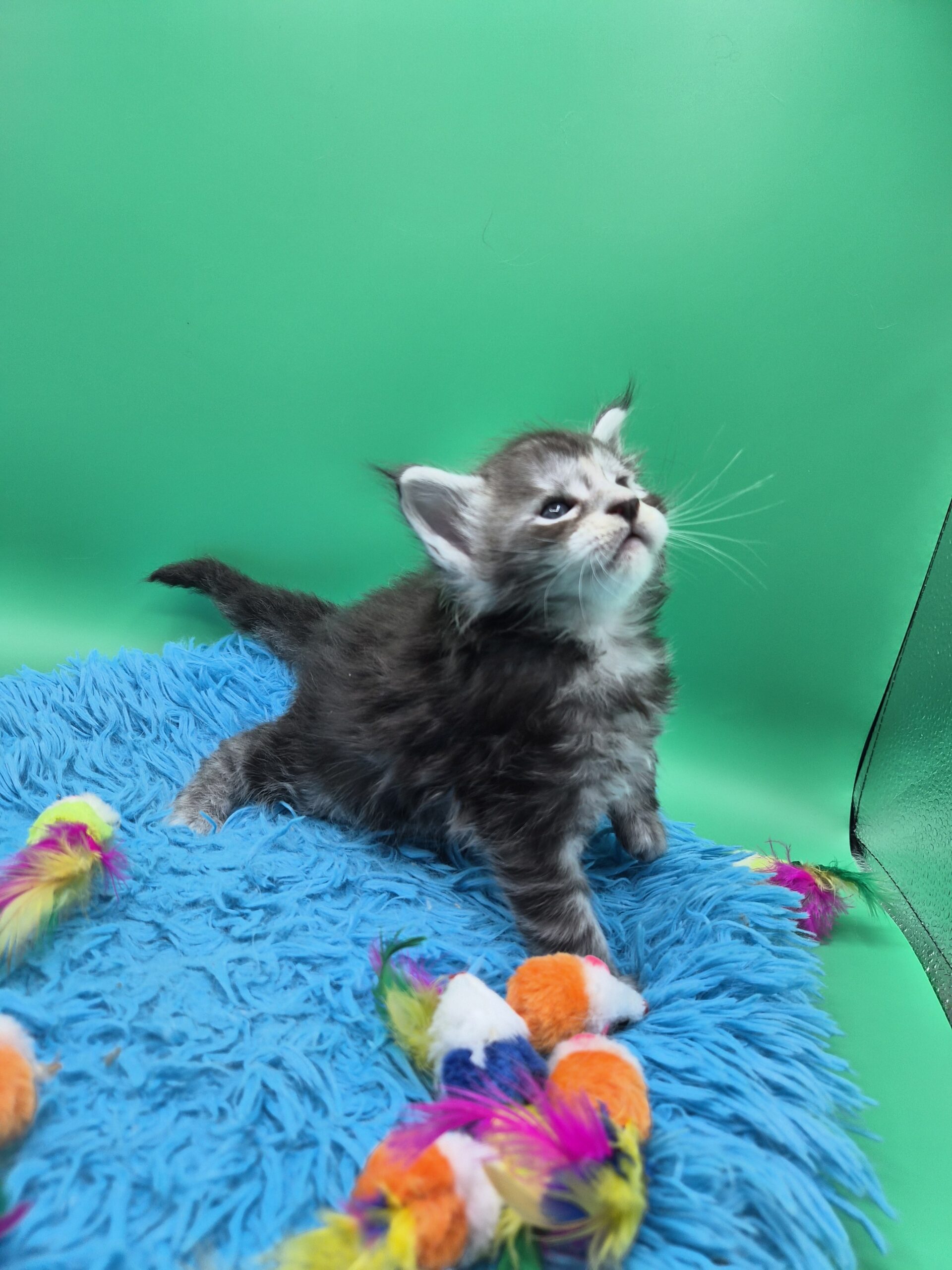 Chaton – Mâle Black Silver