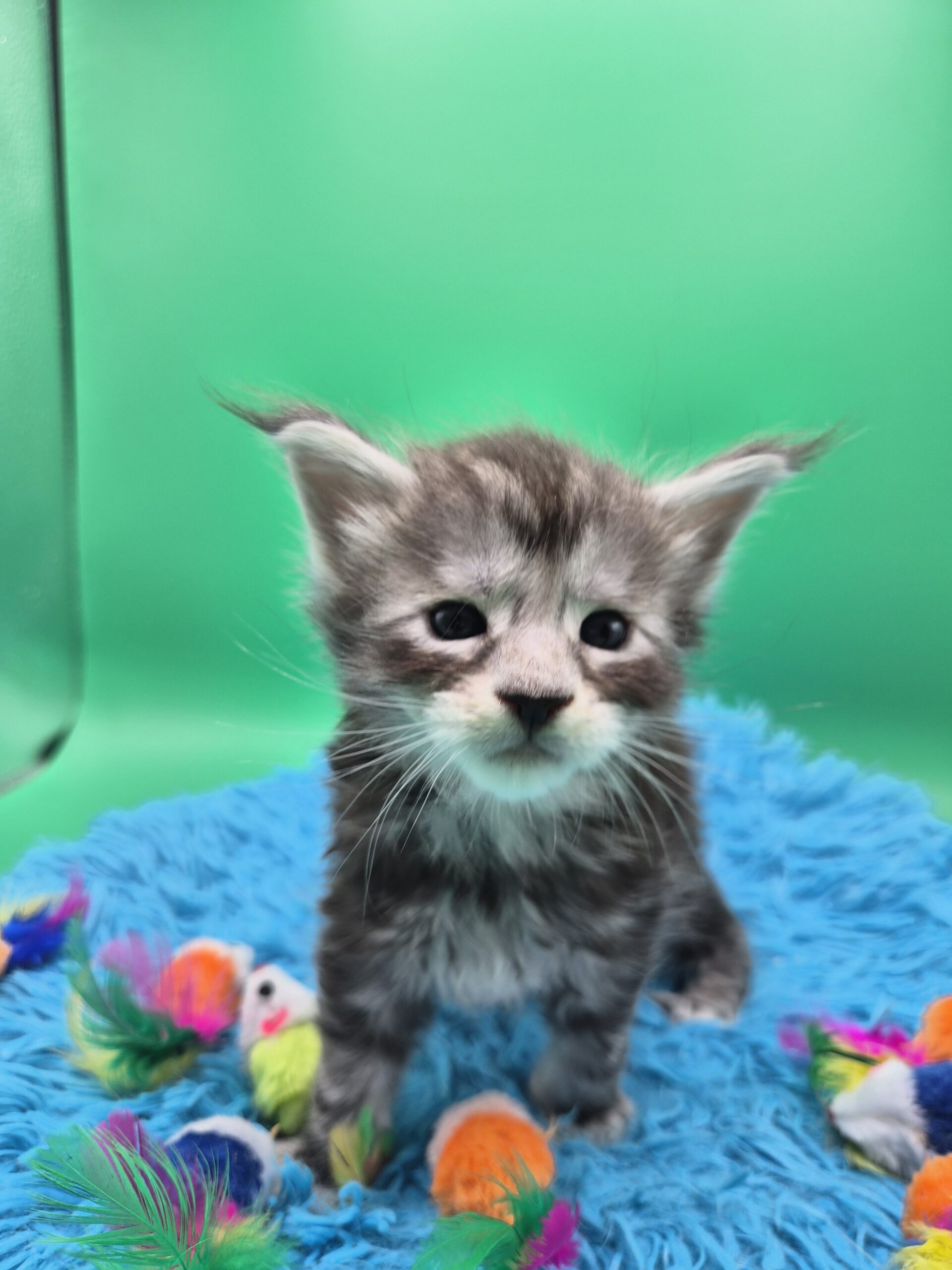 Chaton – Mâle Black Silver