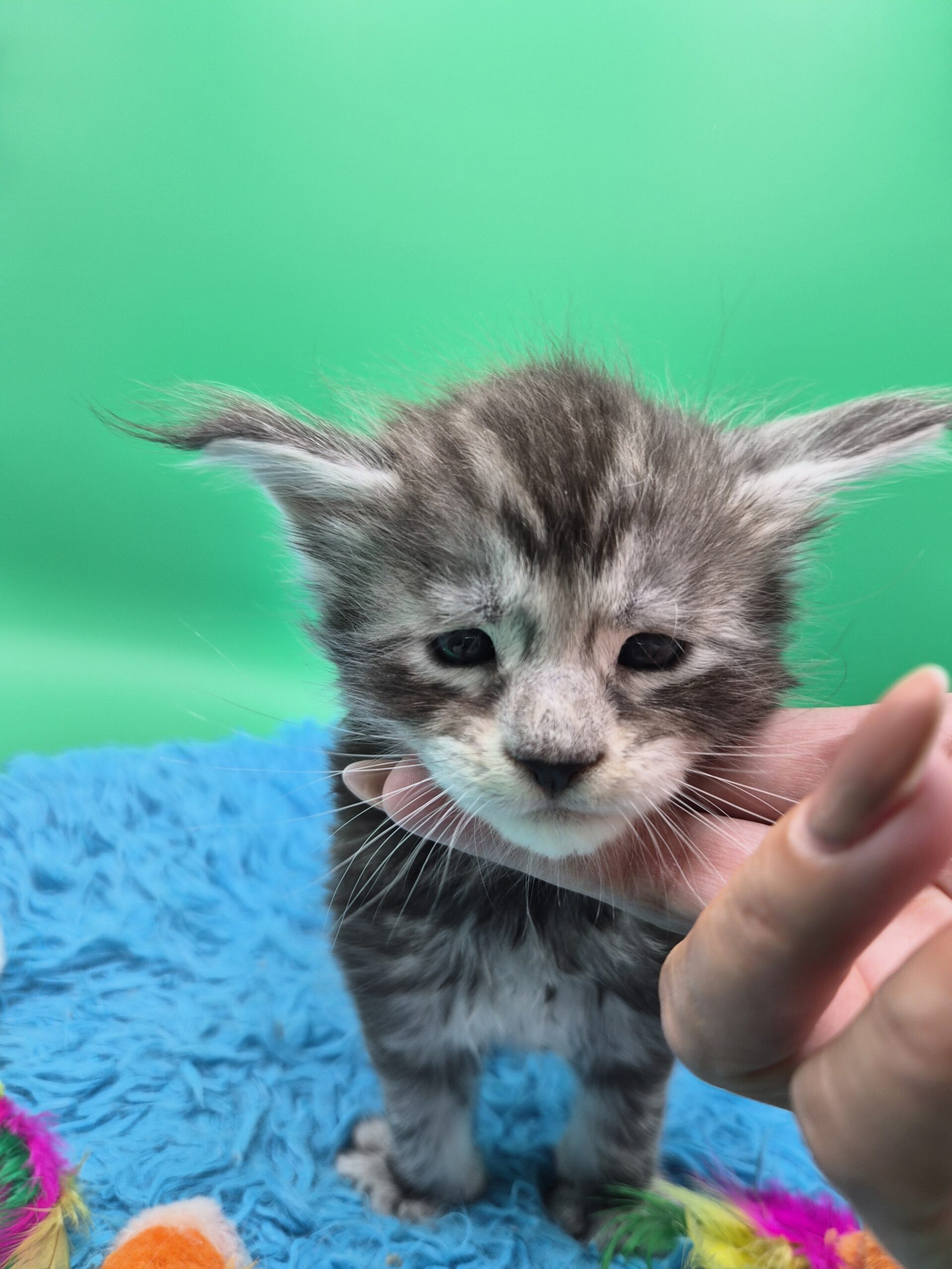 Chaton – Mâle Black Silver