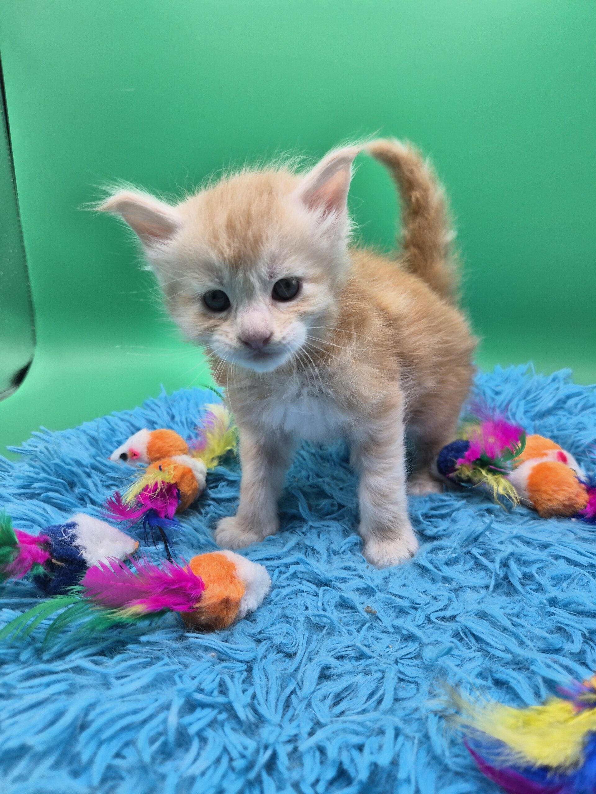Chaton – Red Silver