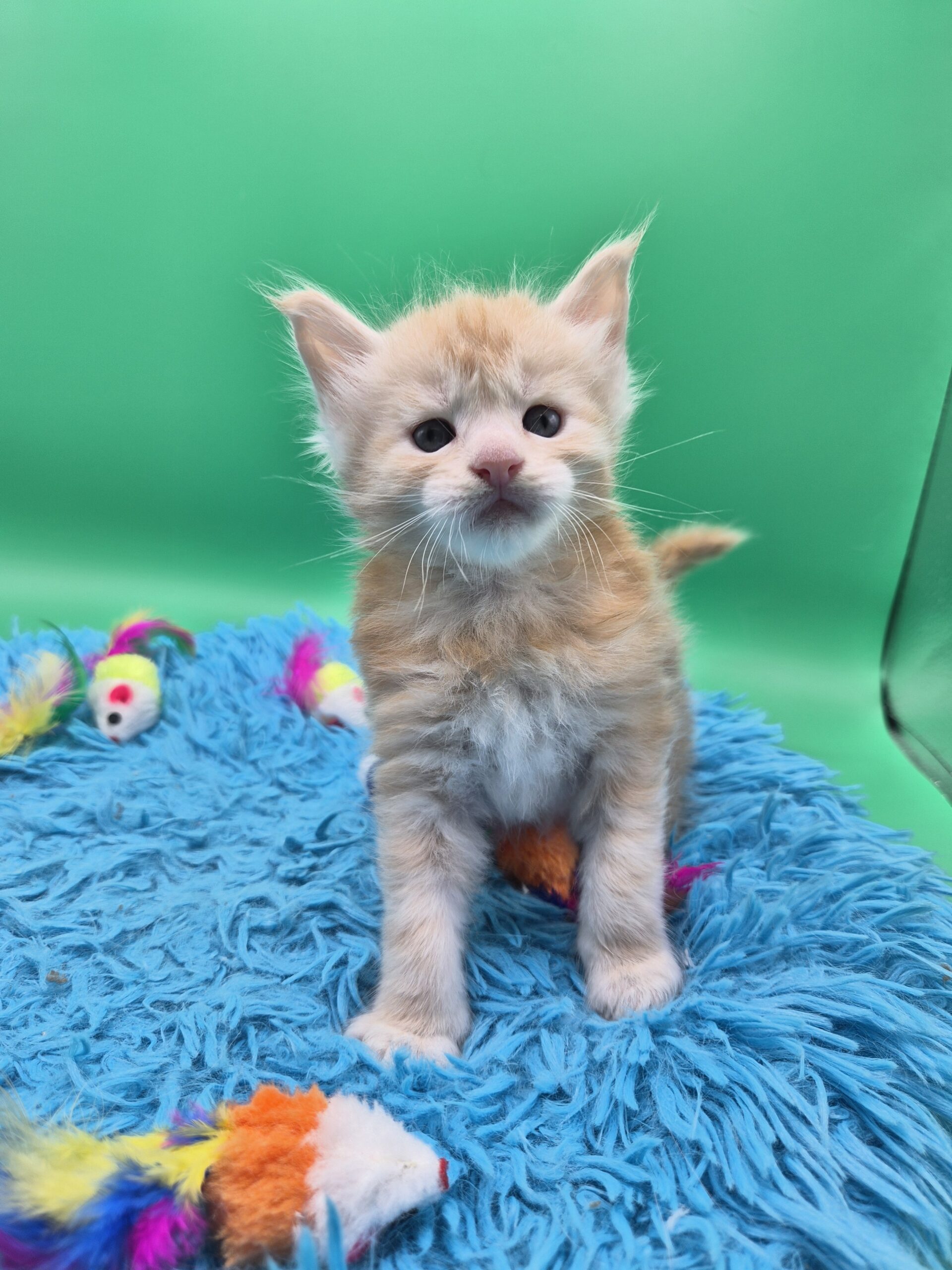 Chaton – Red Silver