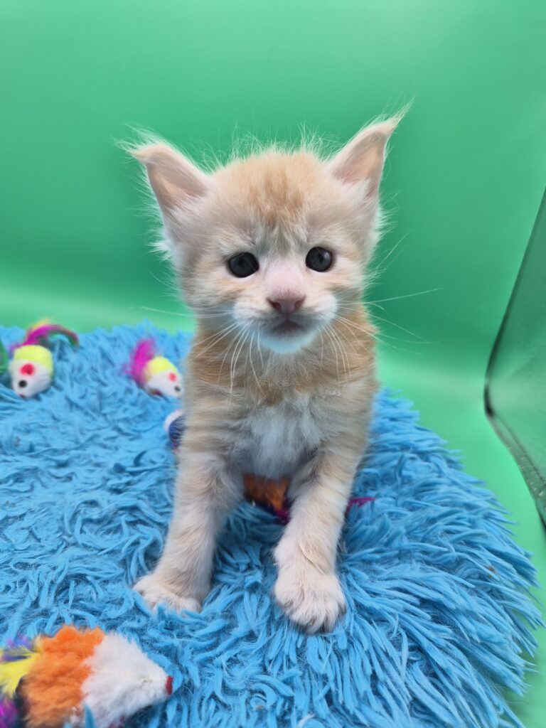 Chaton - Red Silver